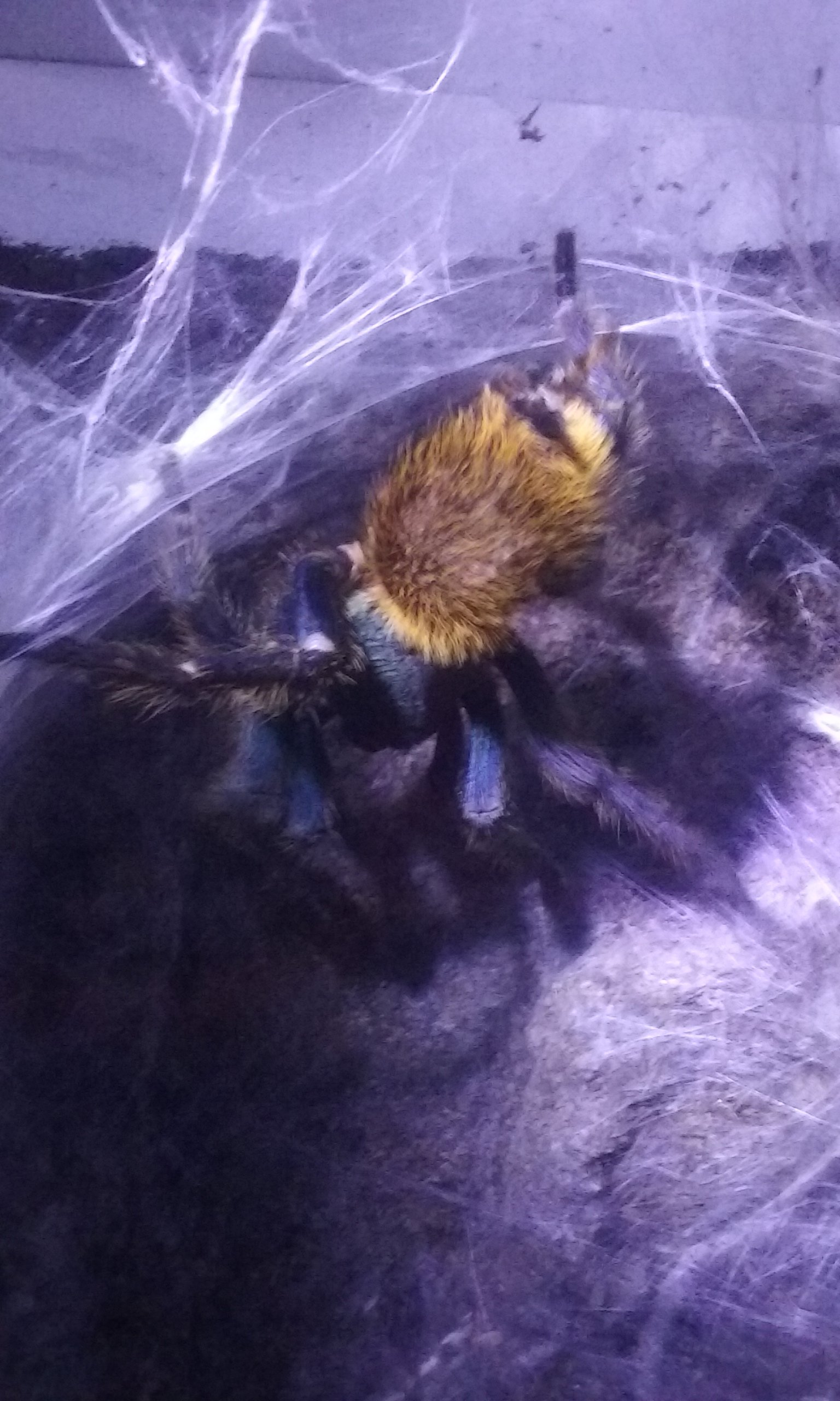 Tadah! Look at me balancing on my front legs