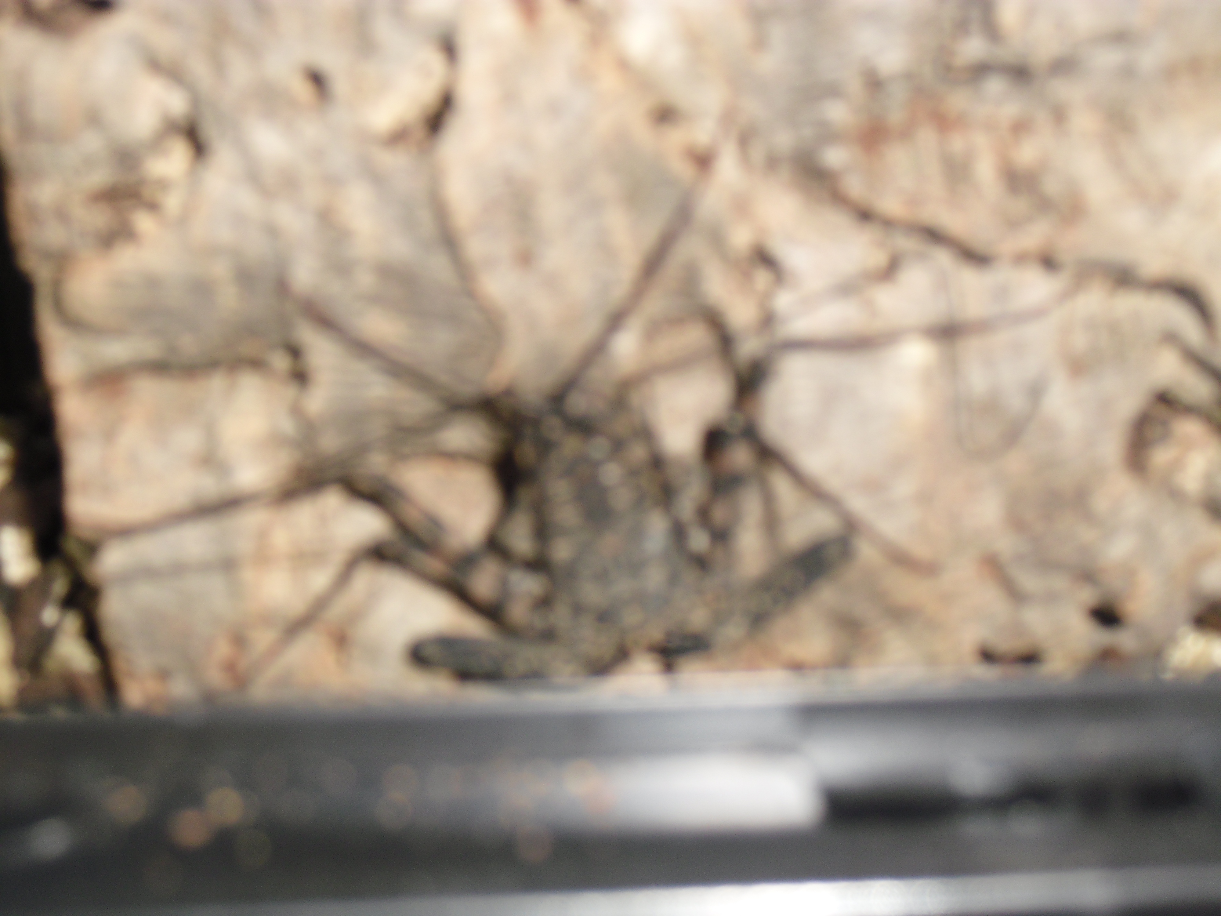 Tailless whip Scorpion