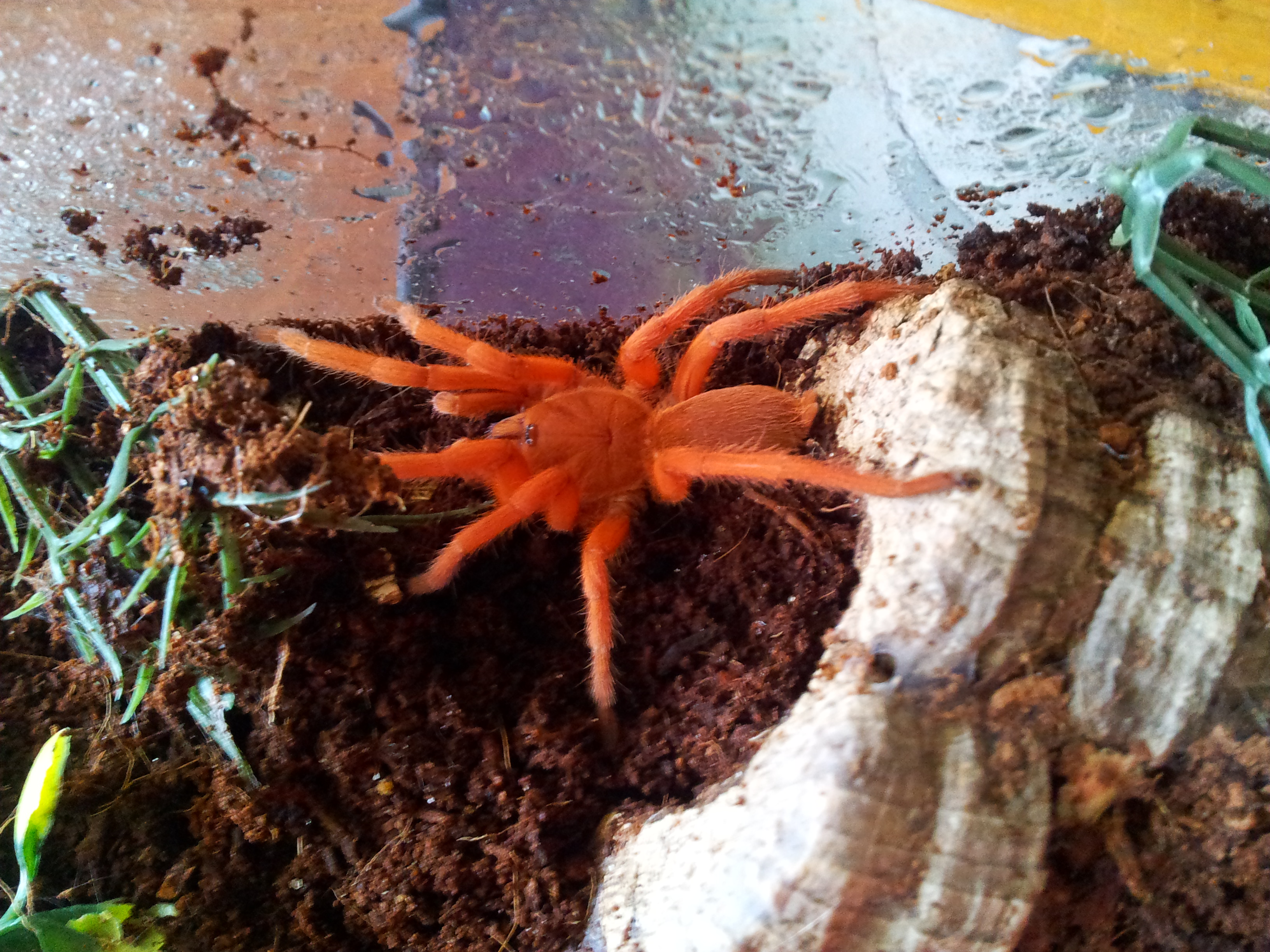 Tango.....orphnaecus philippinus