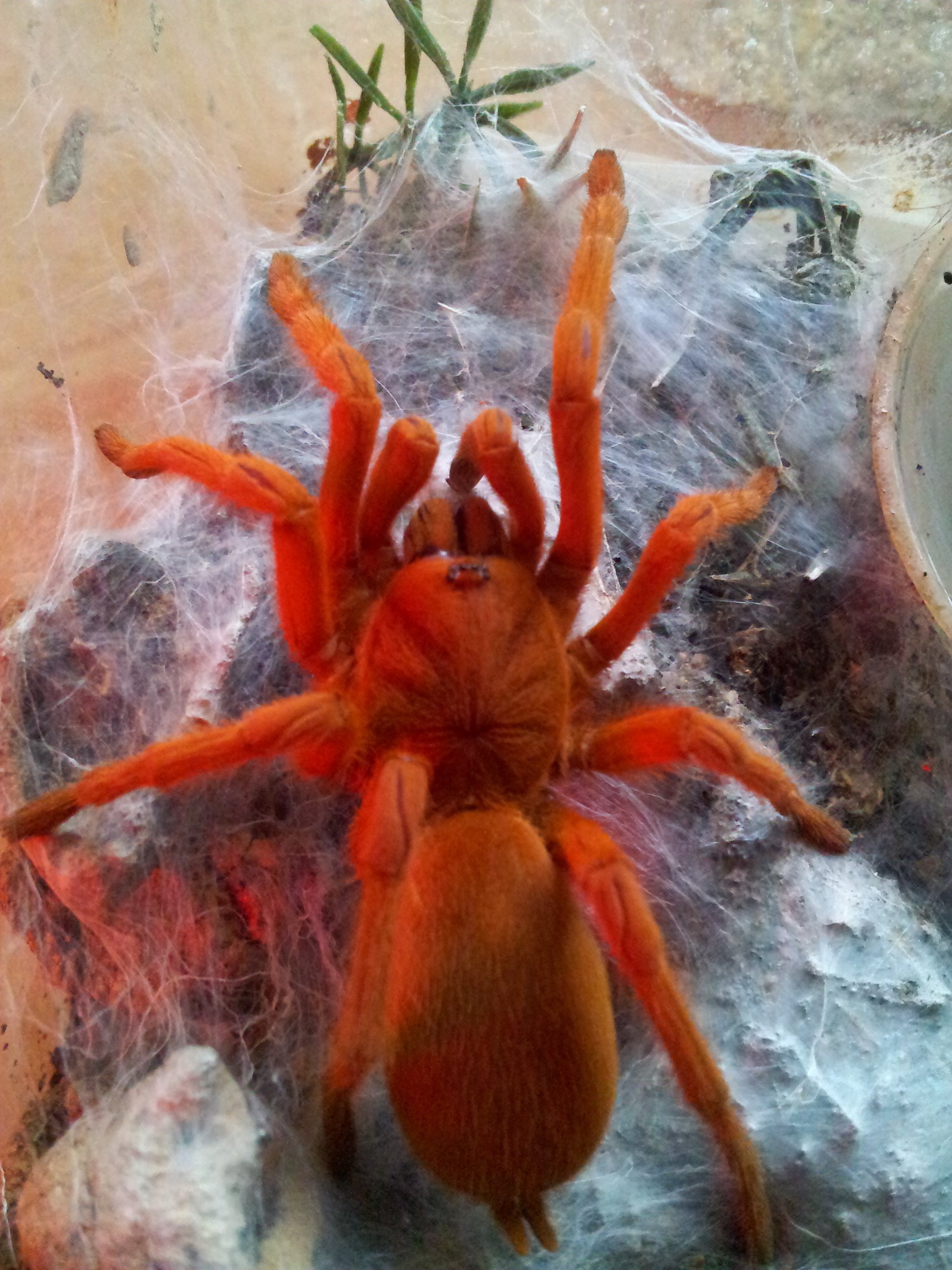 Tango.....orphnaecus philippinus