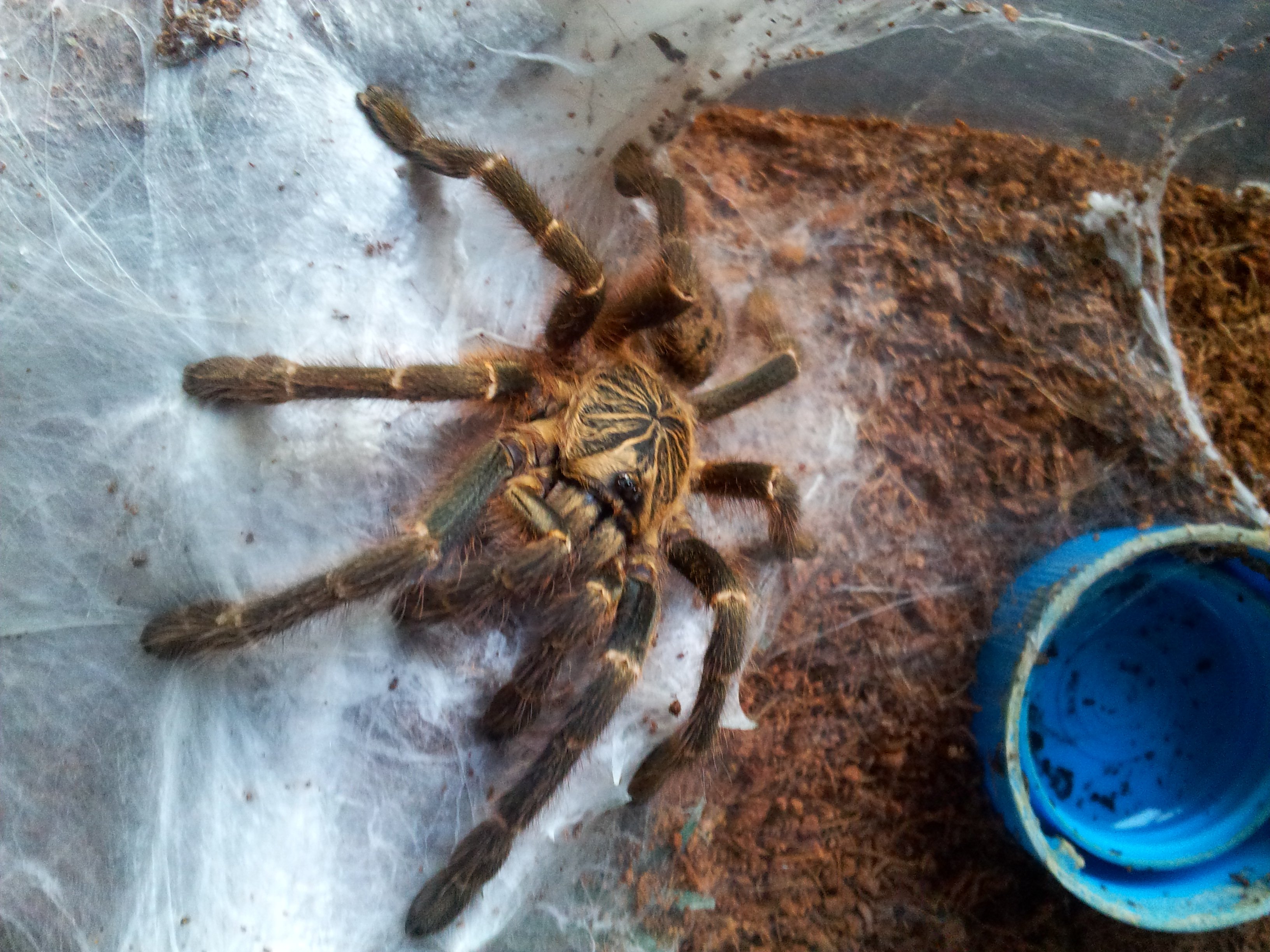 Tanza....Pterinochilus murinus sp Kigoma Tanzania