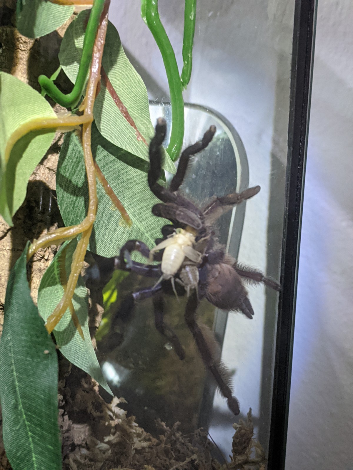 Tapi double clutching, aka holding a pair