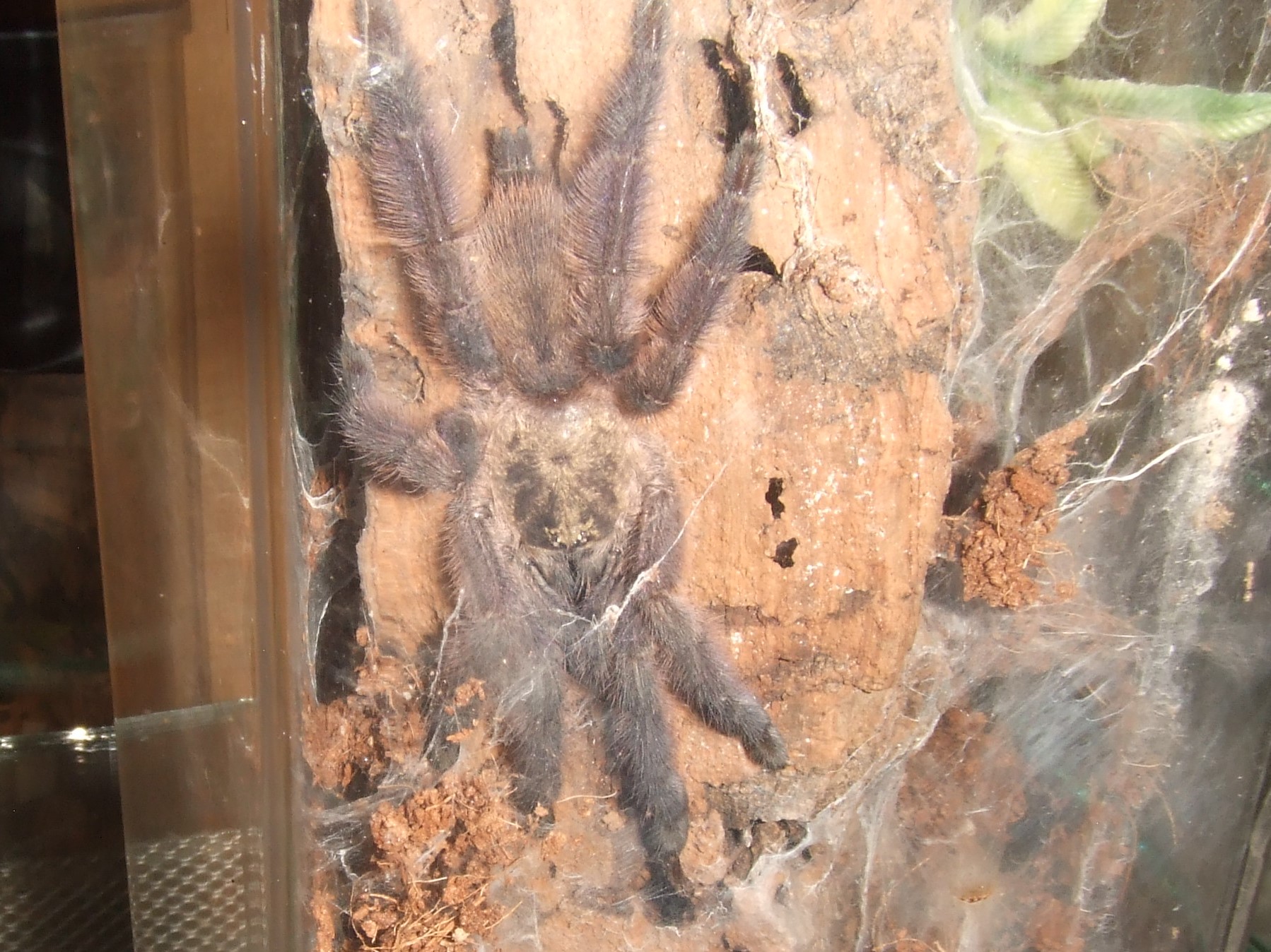 Tapinauchenius rasti - Carib