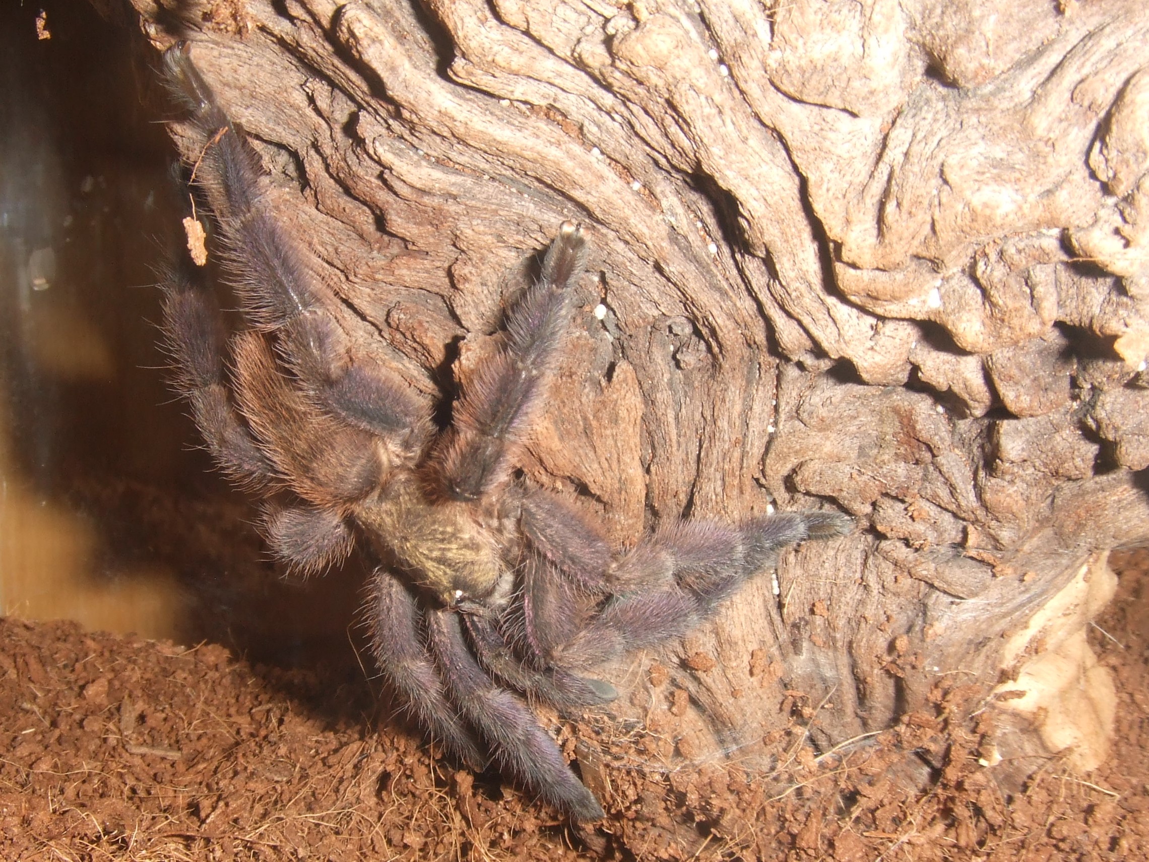 Tapinauchenius rasti - Carib