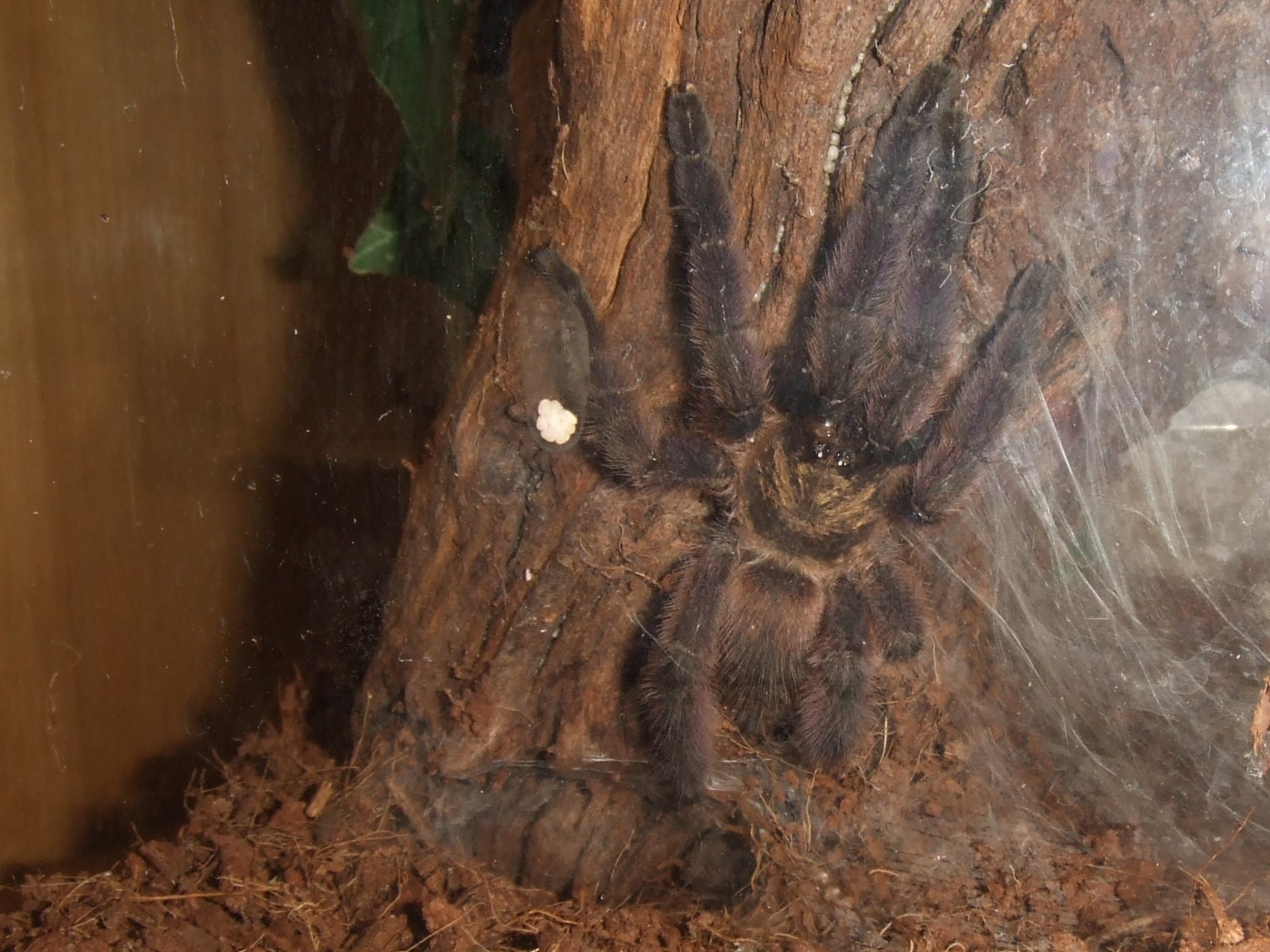 Tapinauchenius rasti - Carib