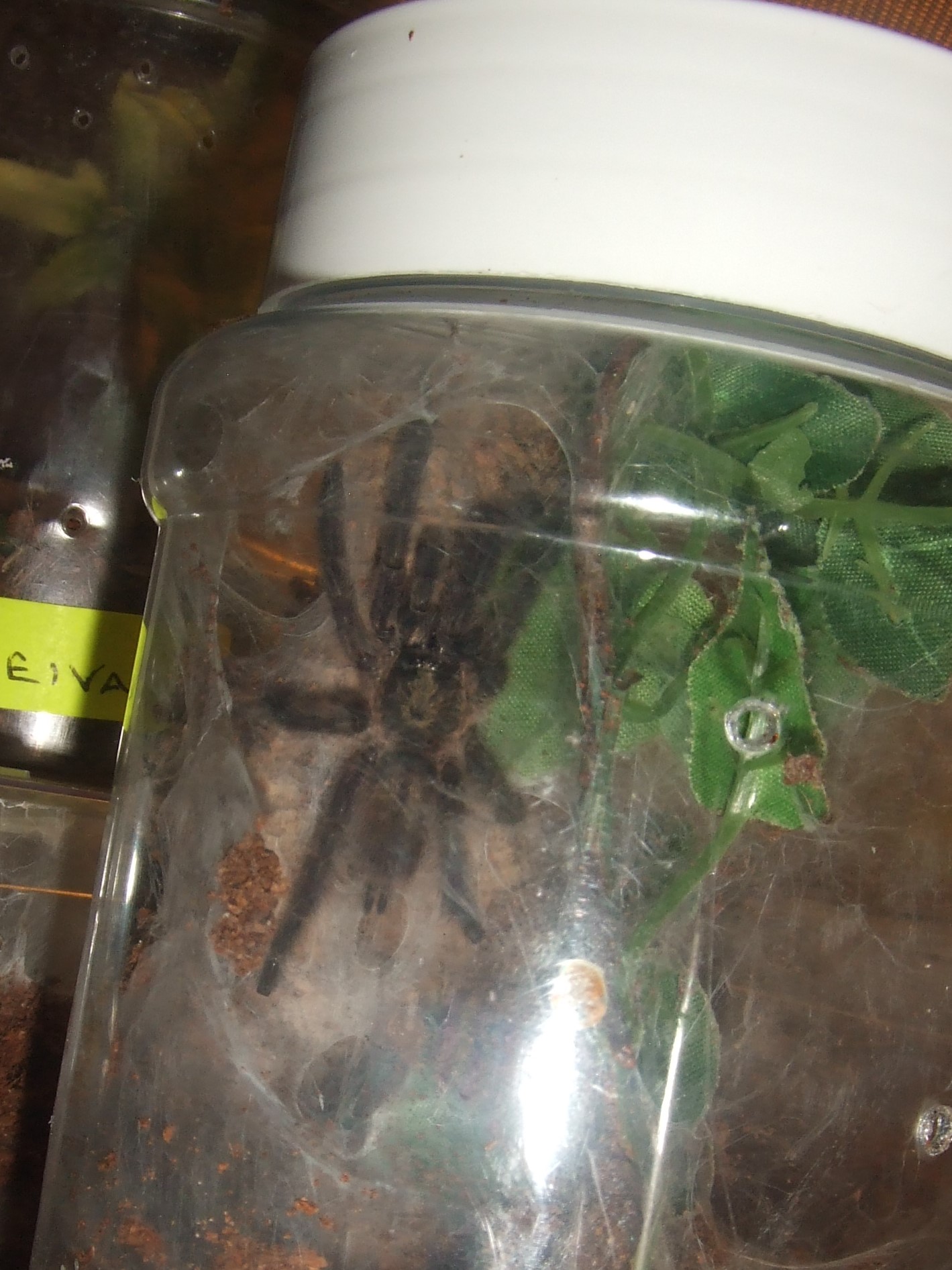 Tapinauchenius rasti (sp. Carribean Diamond) - Carib