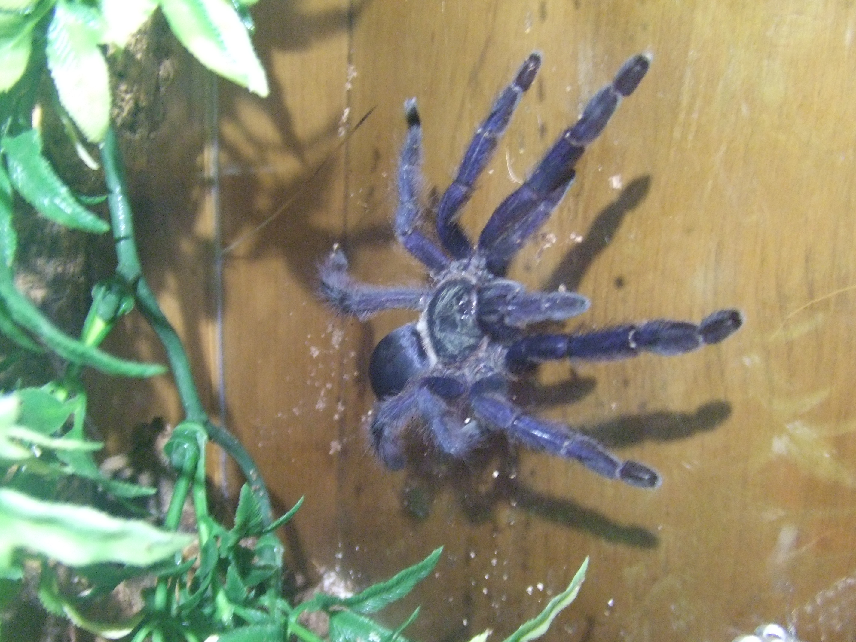 Tapinauchenius violaceus - Kutari