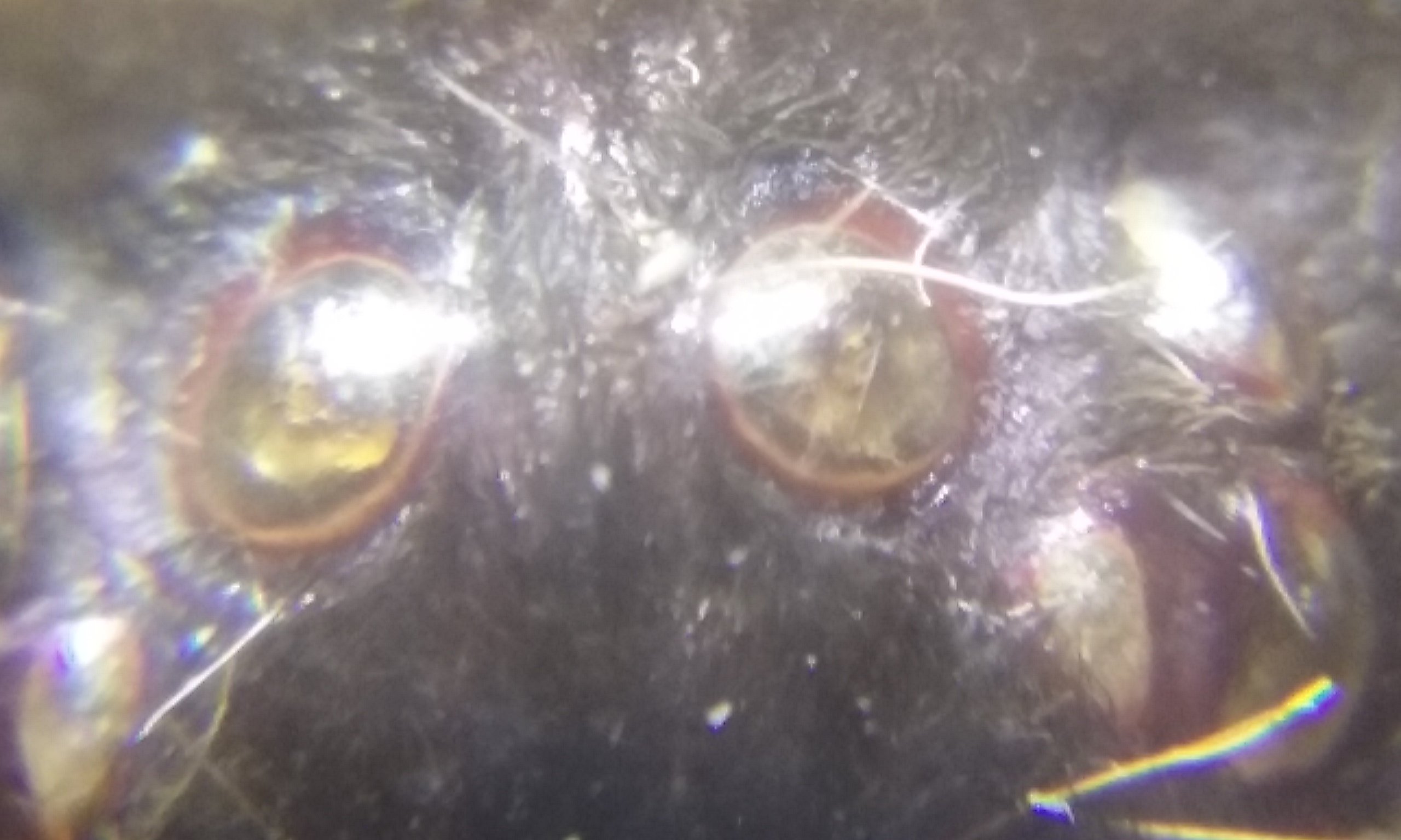 Tarantula eyes