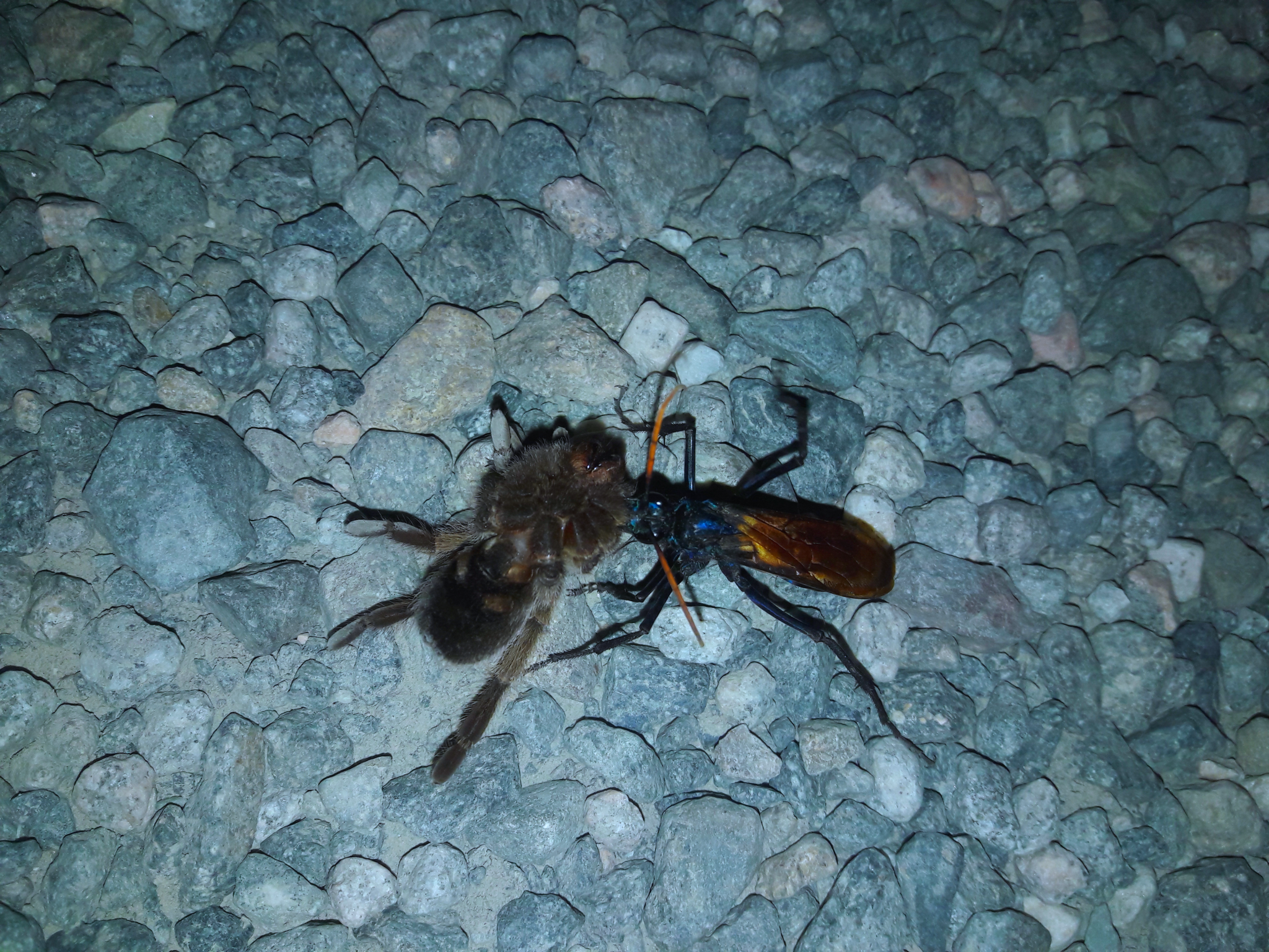 Tarantula hawk in-situ