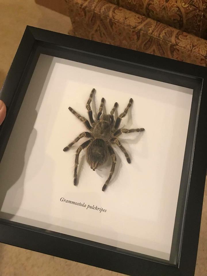 Tarantula Taxidermy