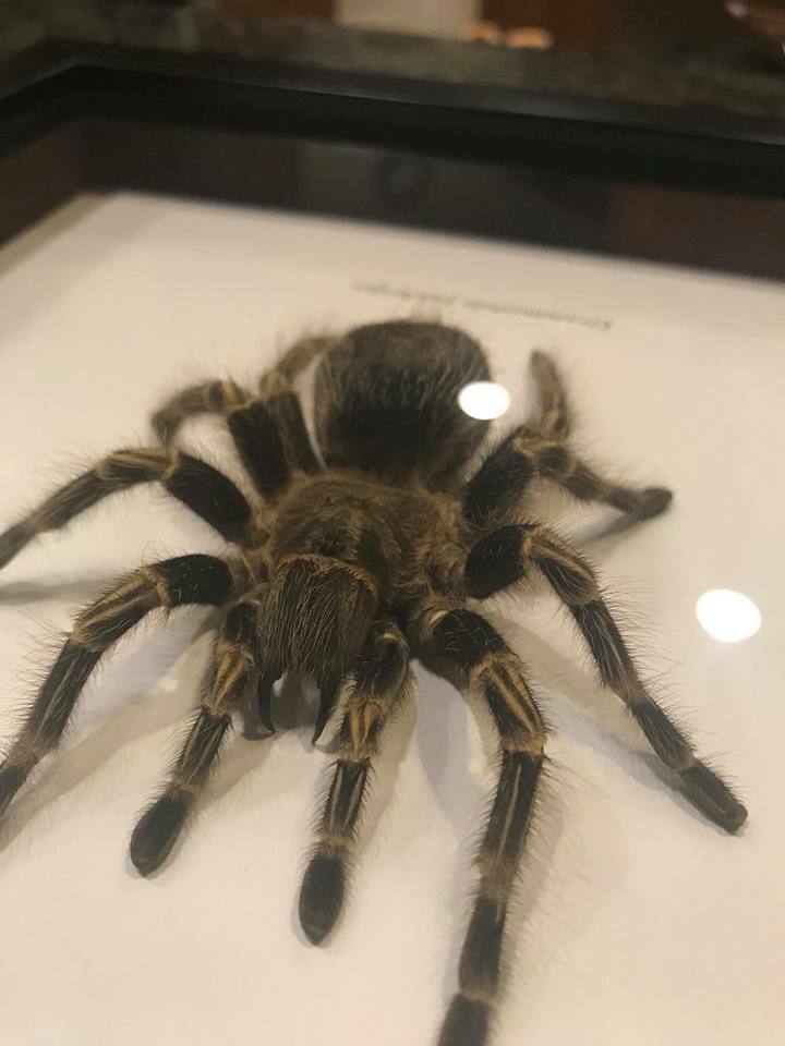 Tarantula Taxidermy