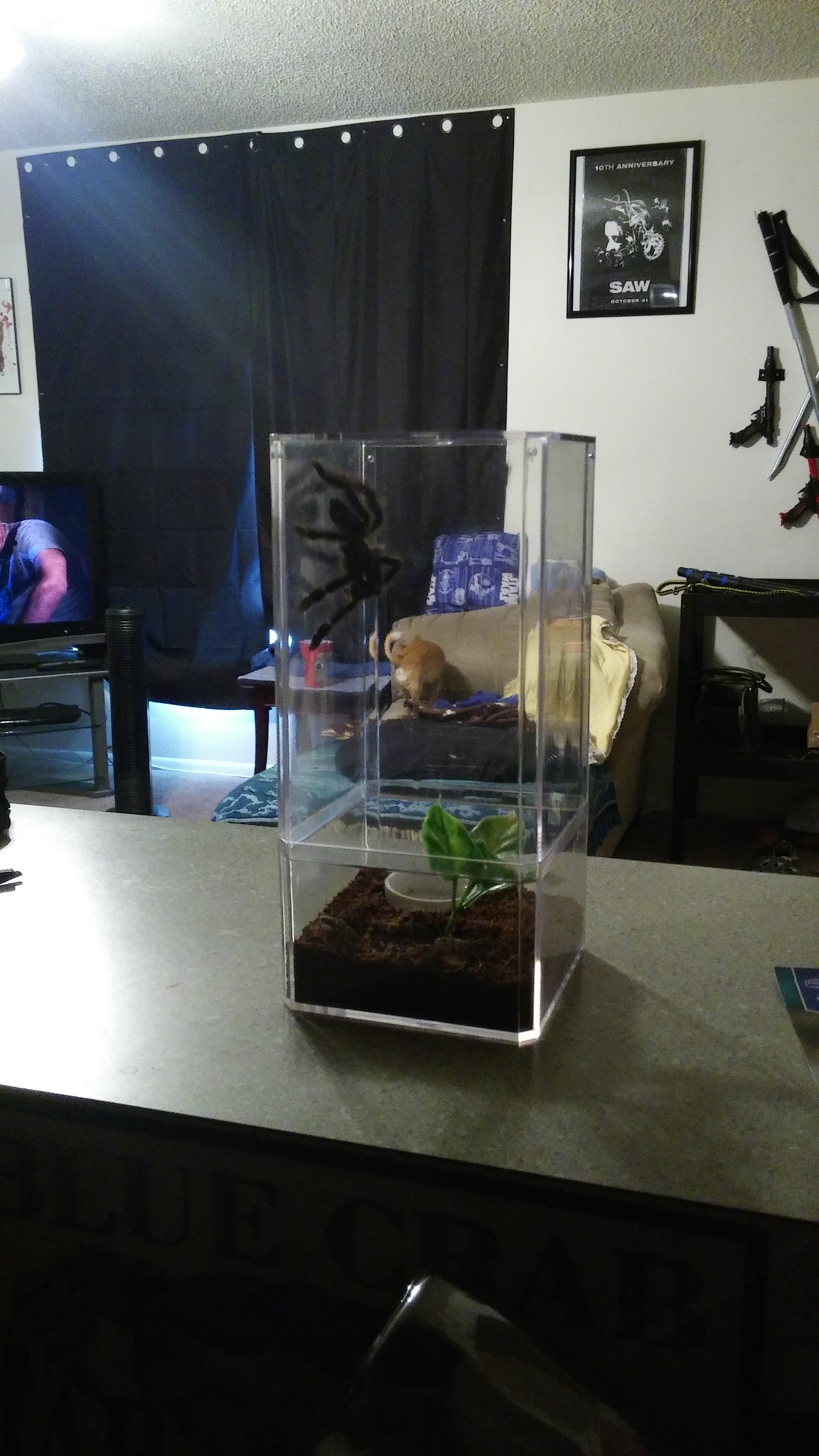 Temporary enclosure