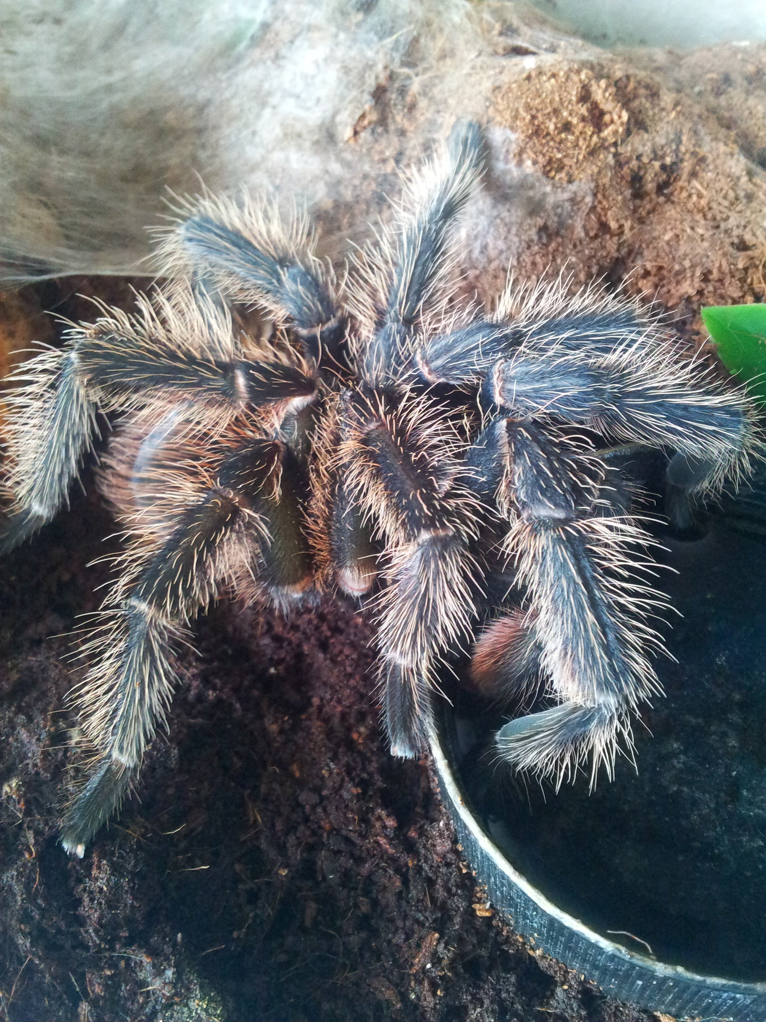 The Bandit ...Lasiodora Parahybana Just Hooked Out MM