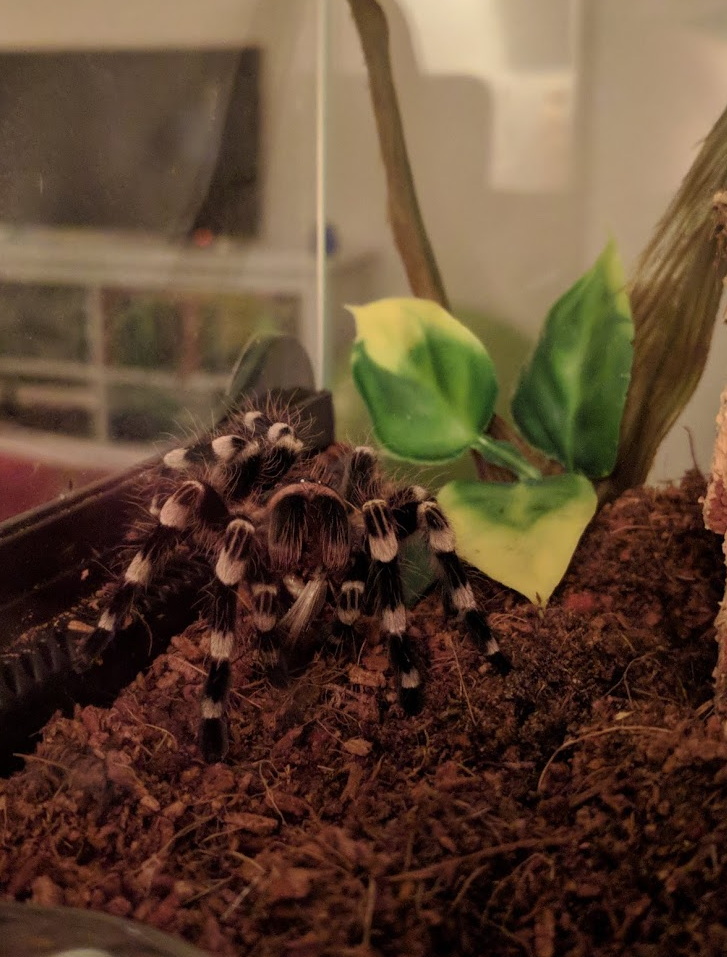 The first feeding in my care