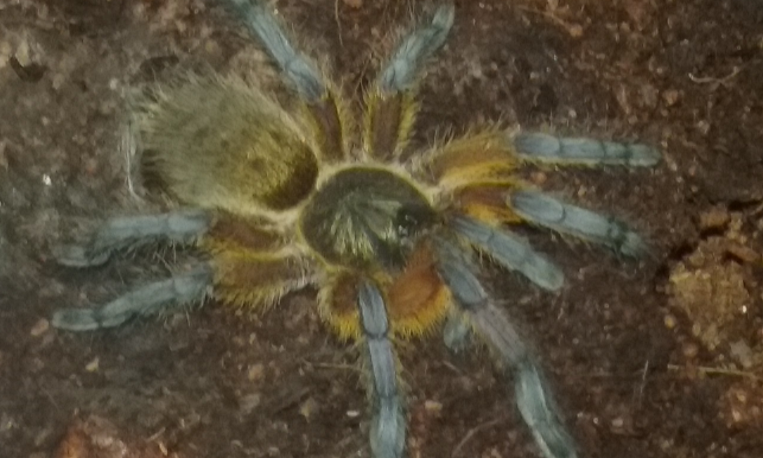 The lesser spotted Harpactira pulchripes