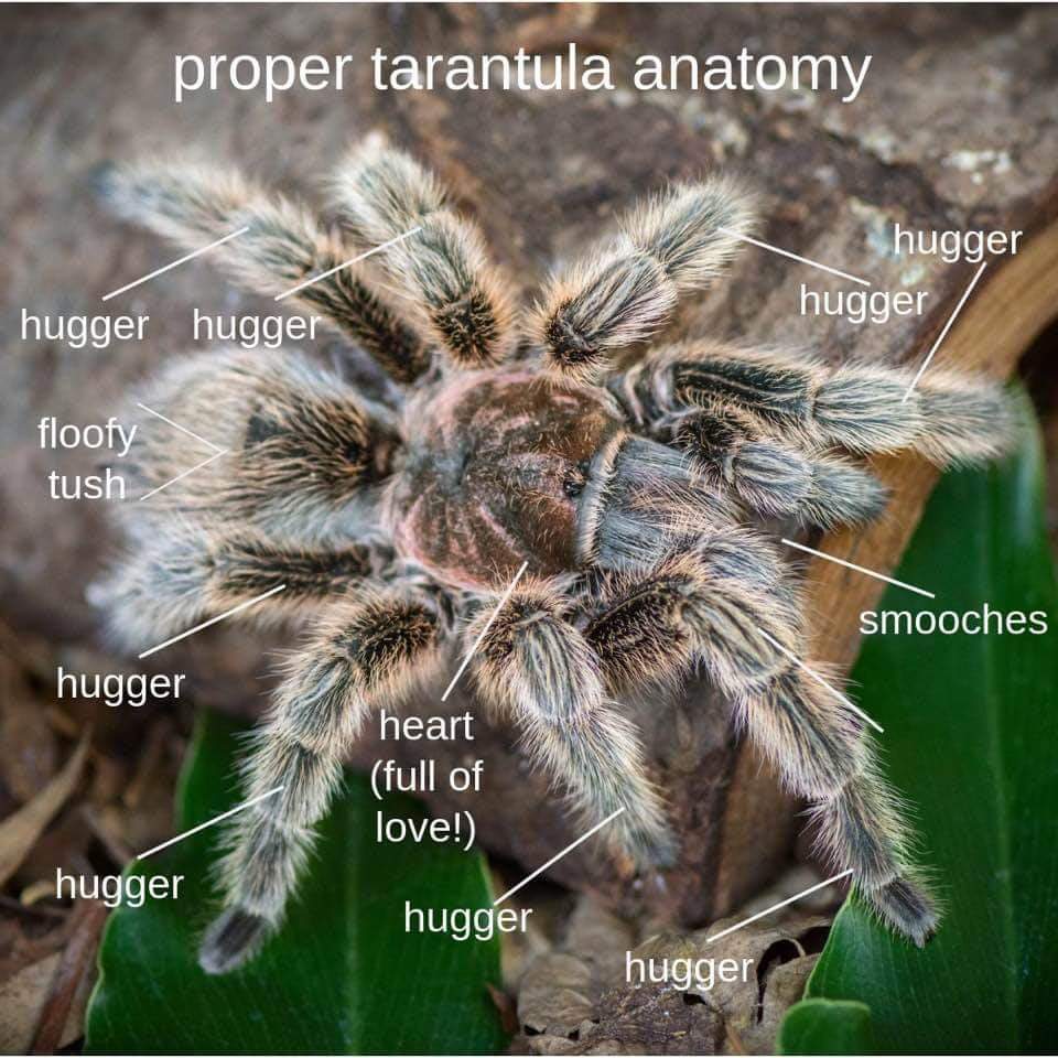 The real anatomy of Tarantulas.