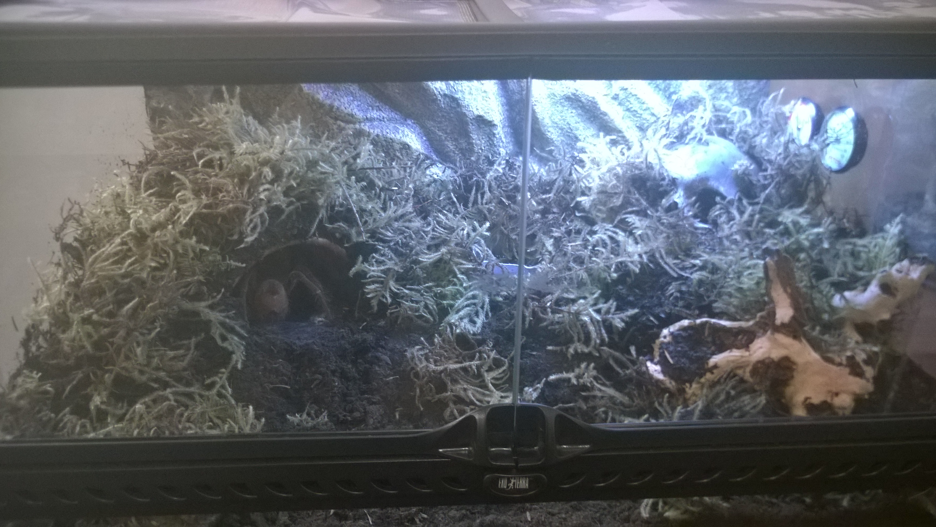 Theraphosa Stirmi Setup