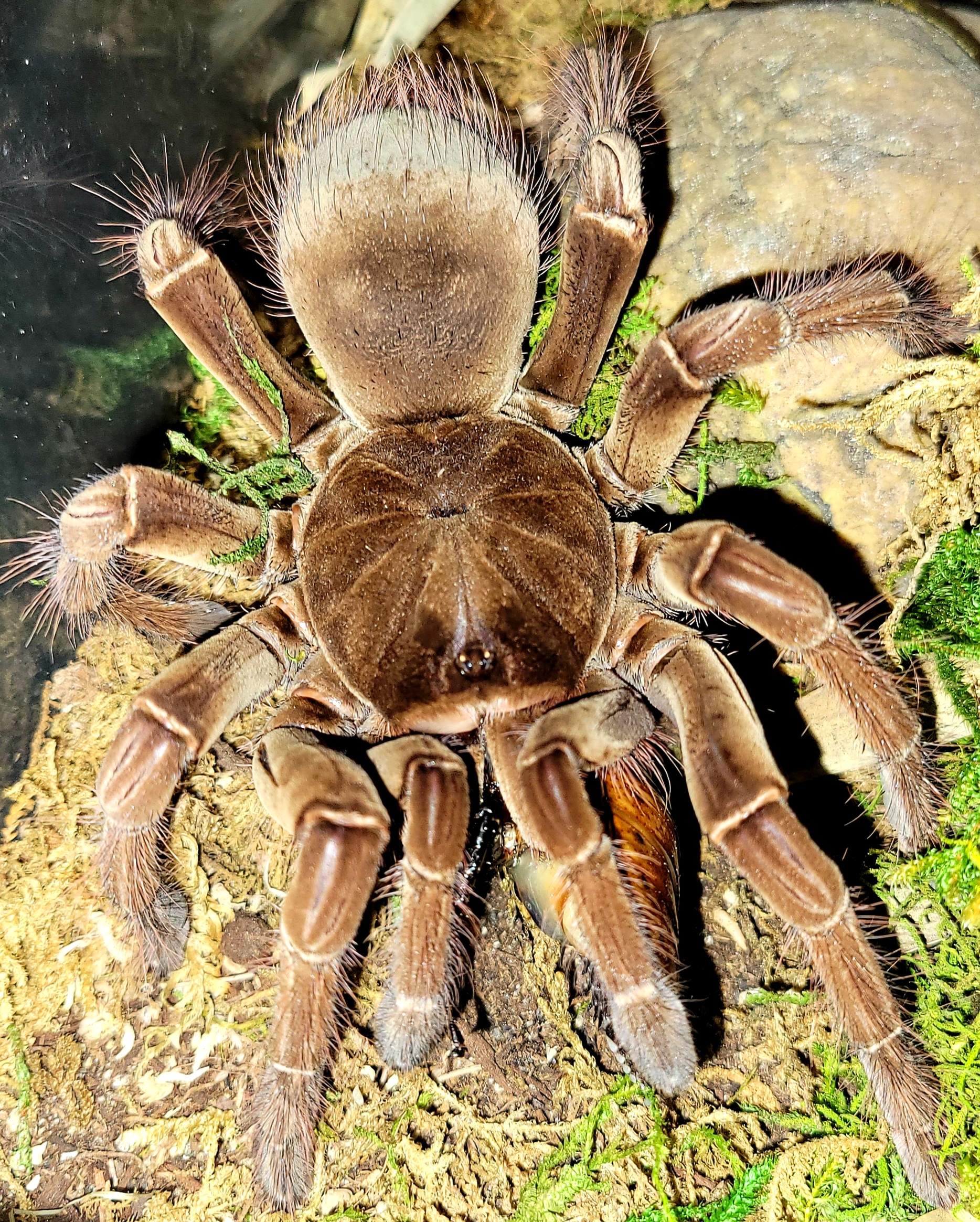 Theraphosa stirmi