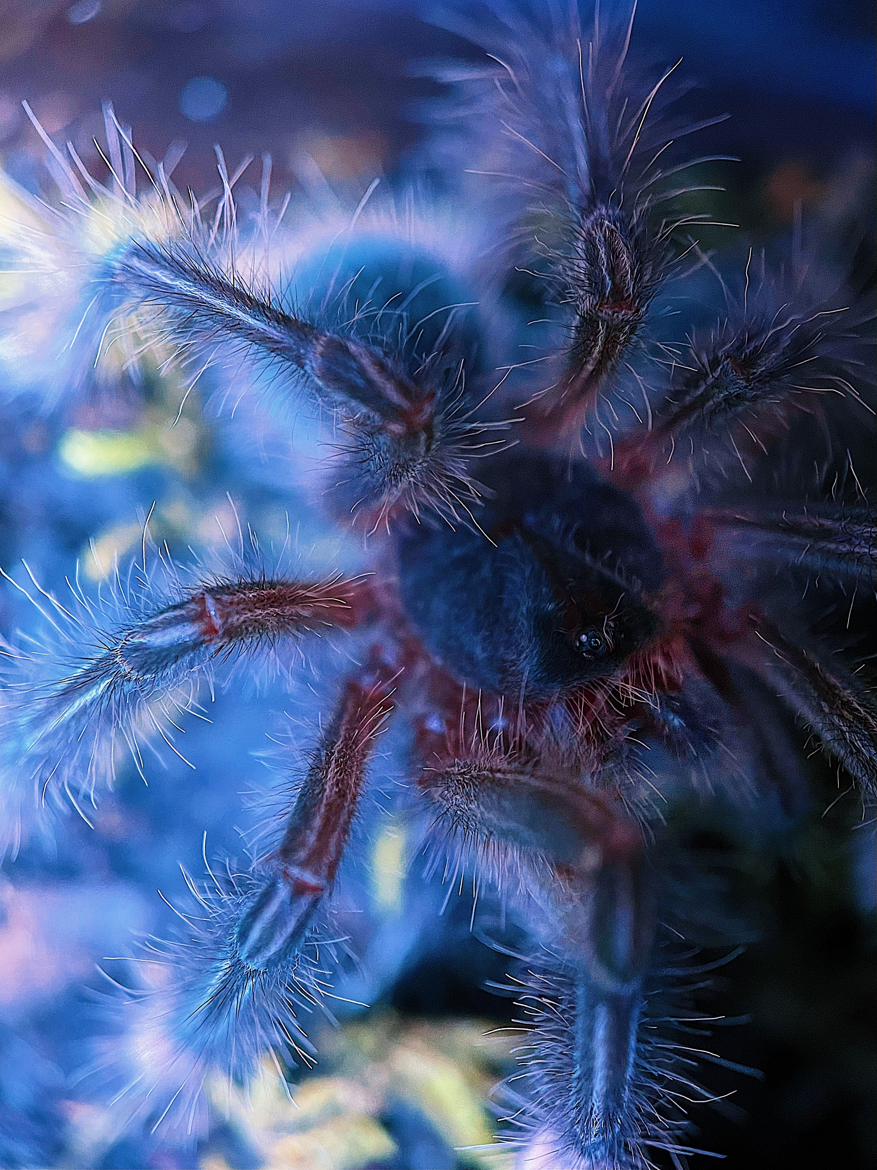 Theraphosa stirmi