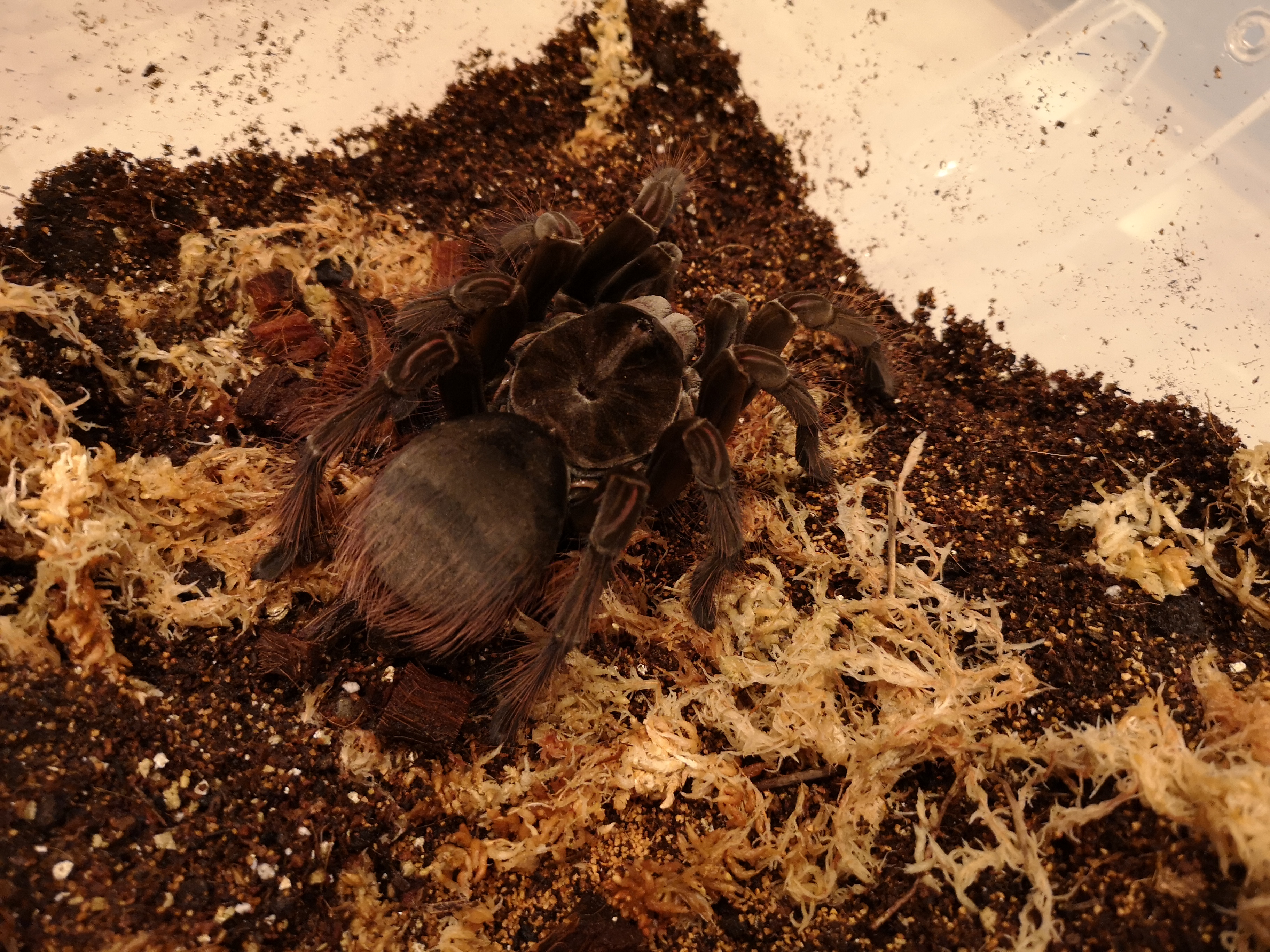 Theraphosa stirmi