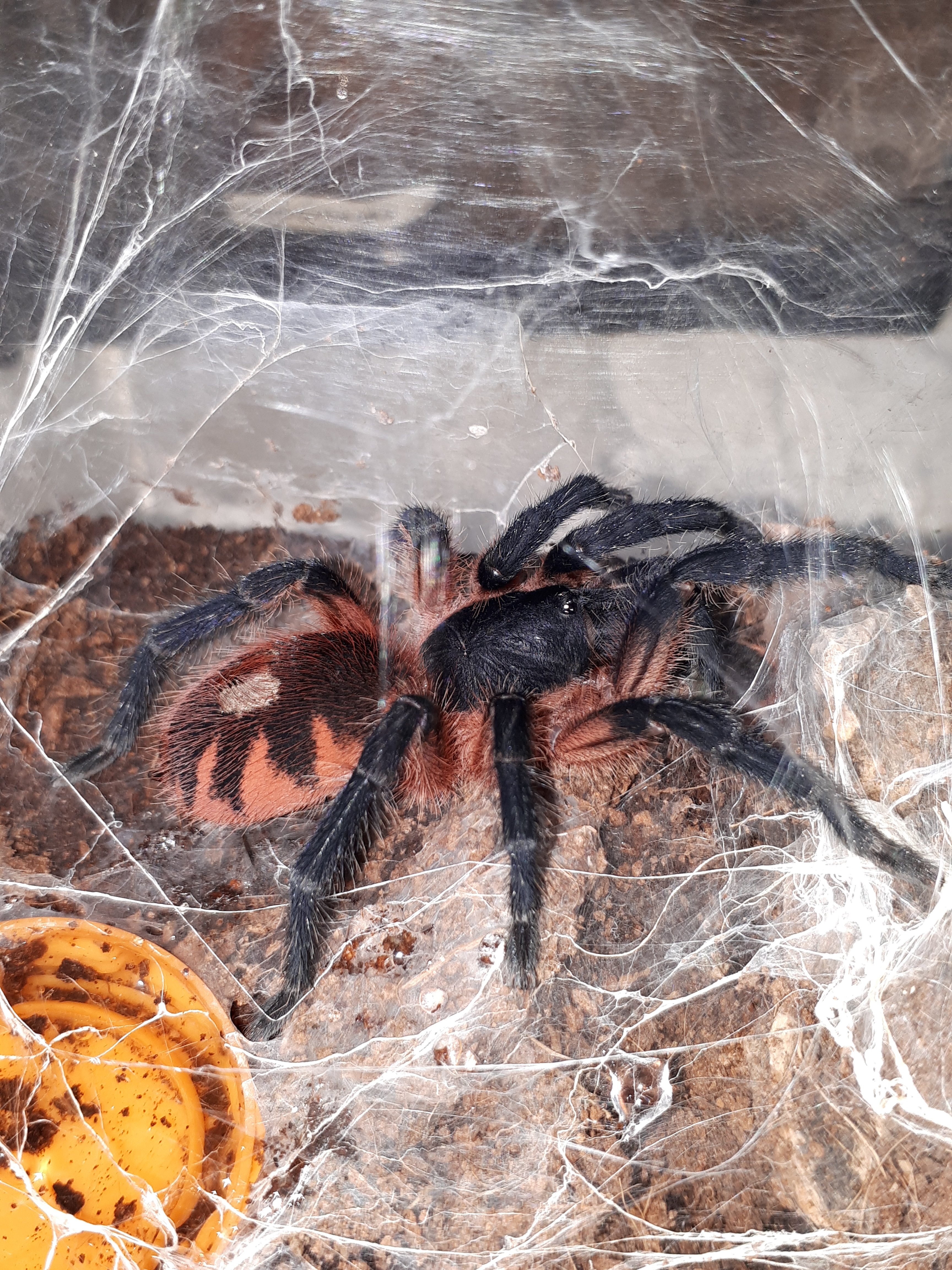 Theraphosidae sp. panama