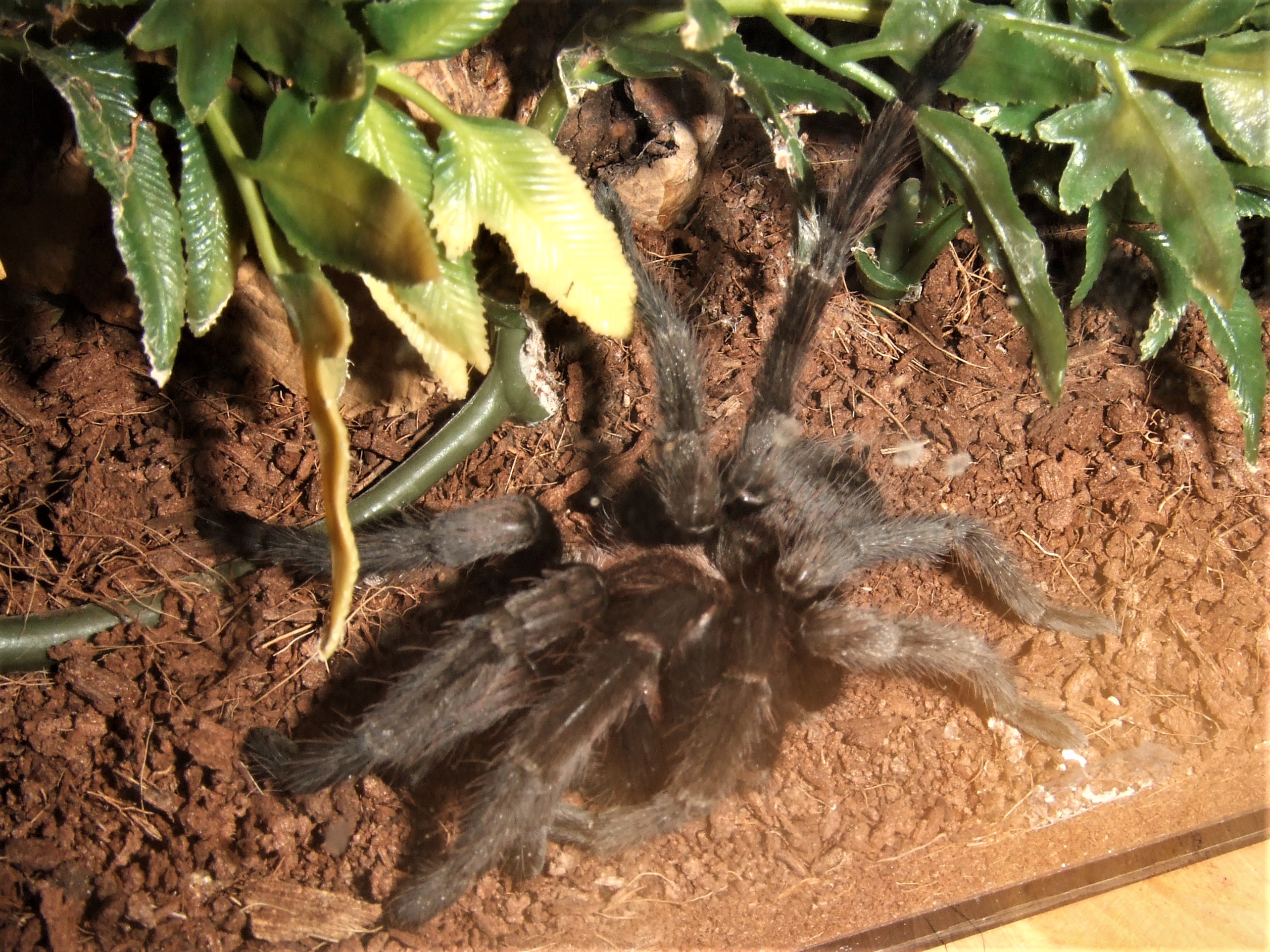 Theraphosinae sp. Roatan - Pech