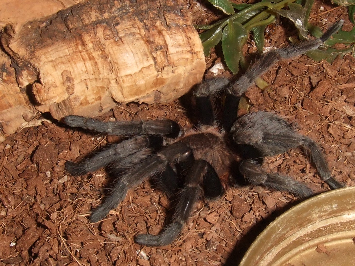 Theraphosinae sp. Roatan - Pech