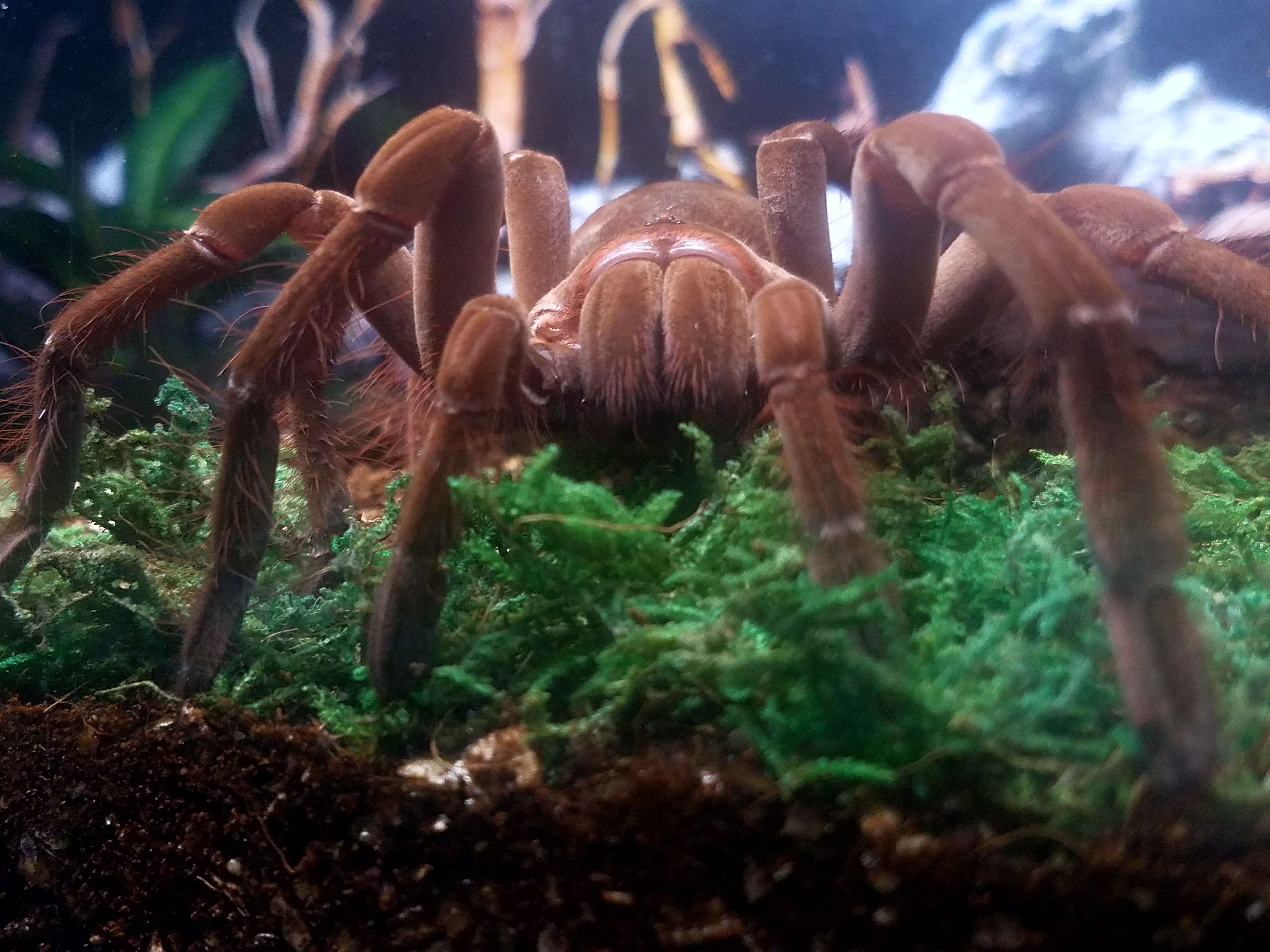 Theraposa stirmi