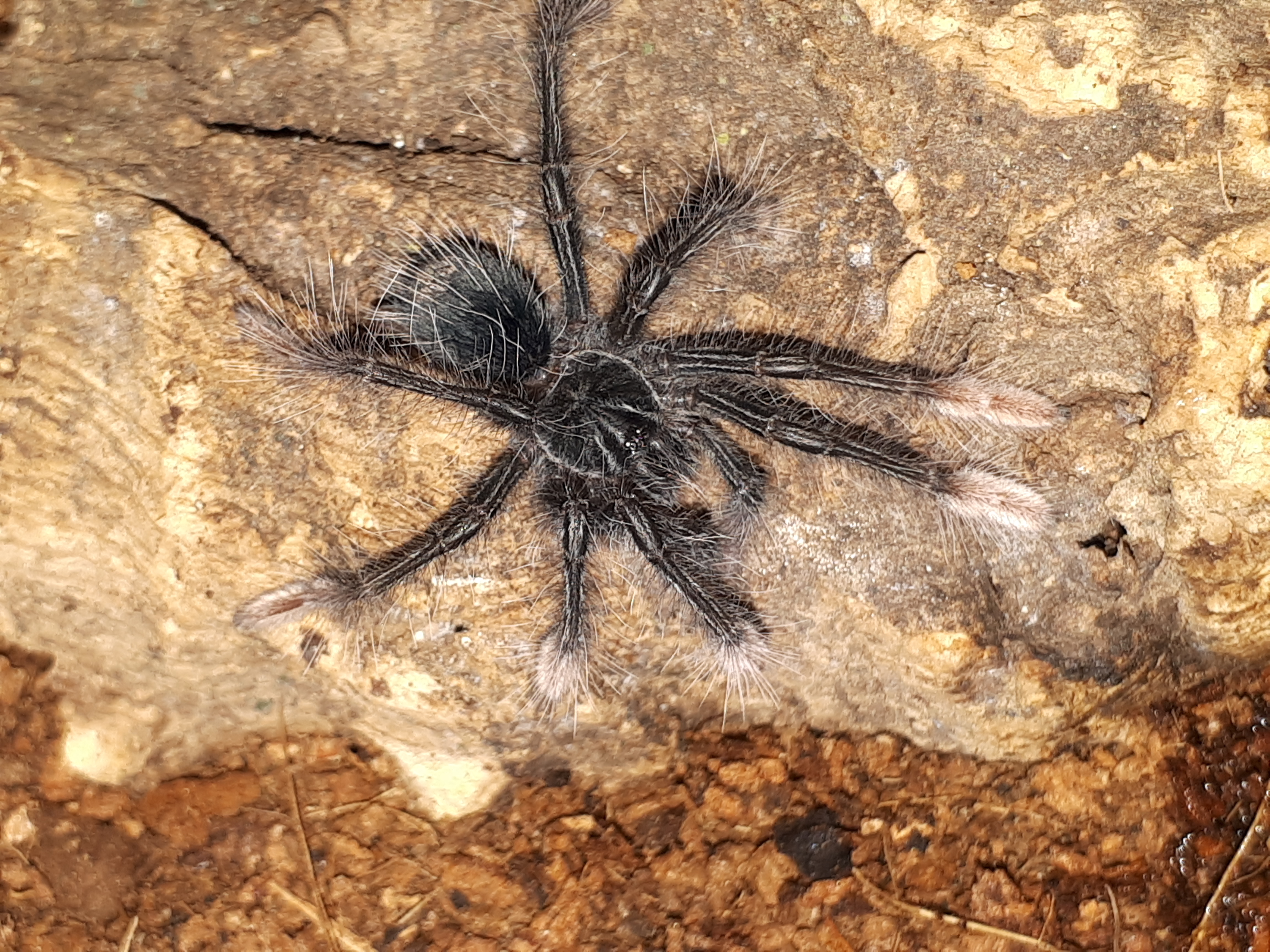 Therephosa apothysis sling