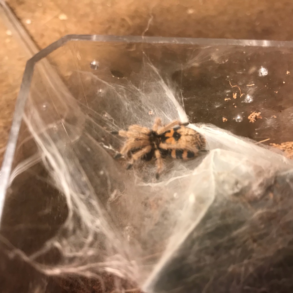 Think it's in pre-molt...