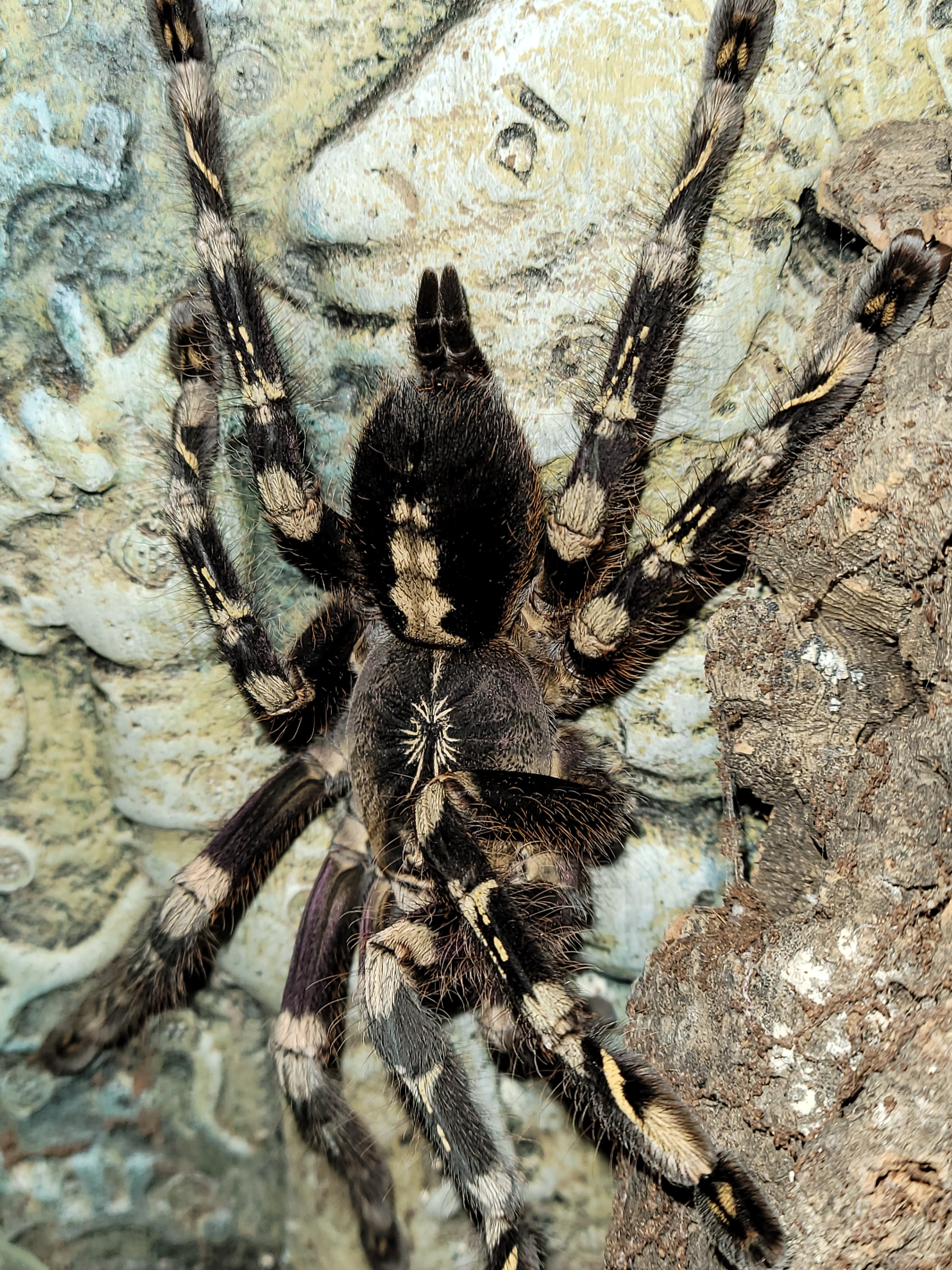 THIS IS THE AF P. SUBFUSCA.  DUH!!!!