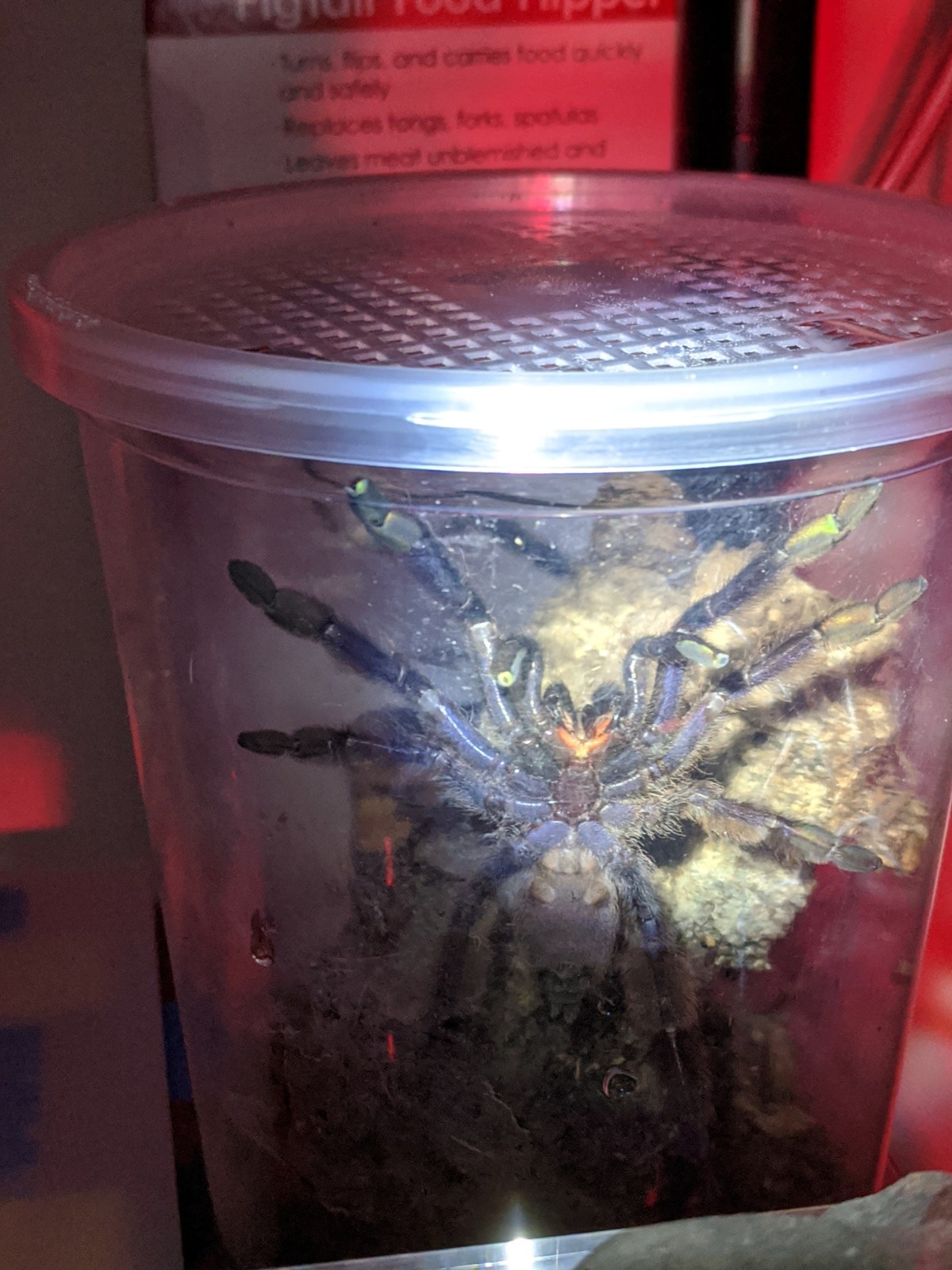 Threat post fang spread