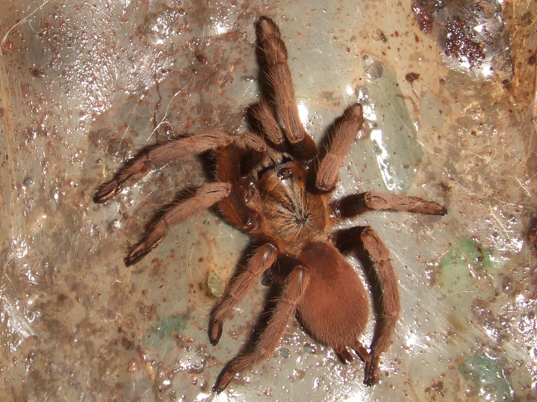 Thrigmopoeus insignis - Sirsi