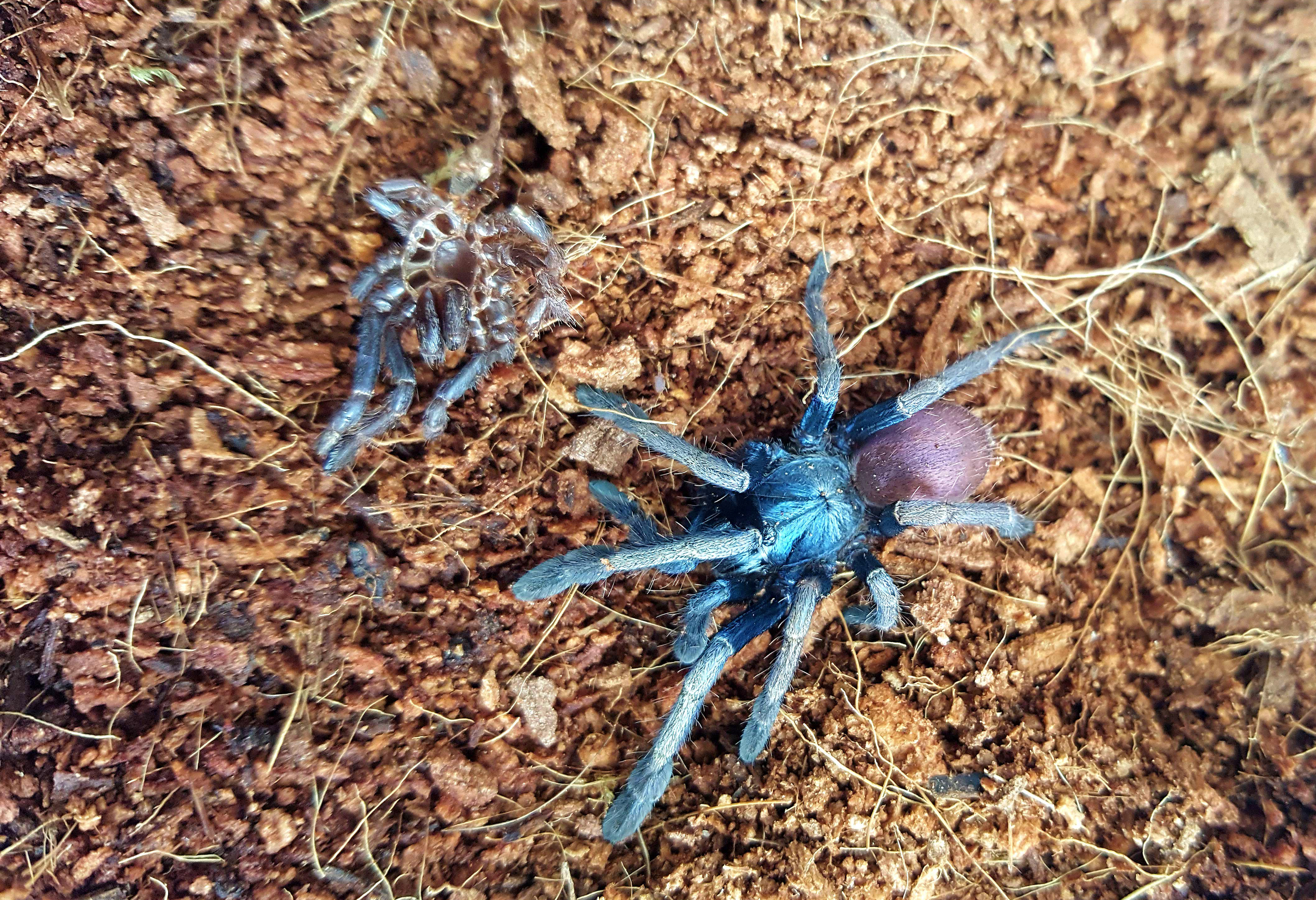 Thrigmopoeus psychedelicus 0.1