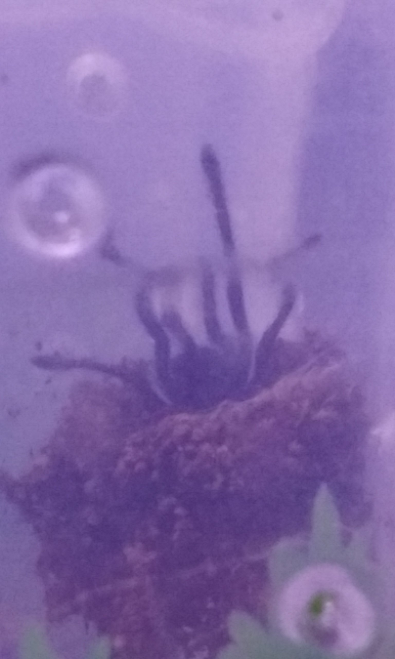 Thrigmopoeus psychedelicus - Indian Rainbow/LSD Tarantula