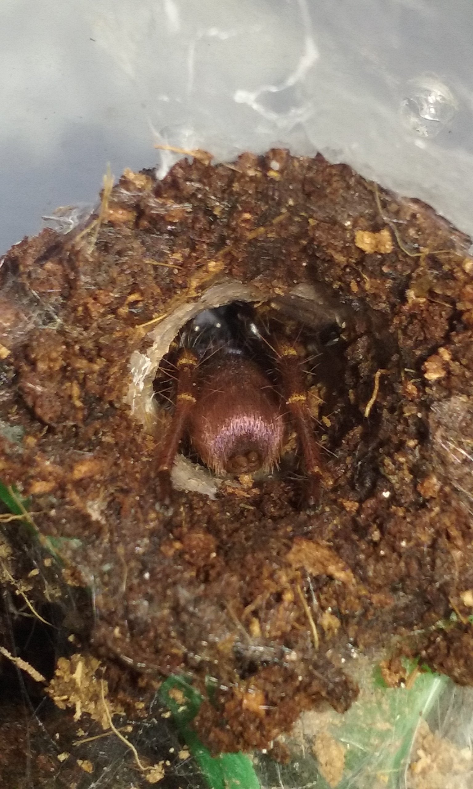 Thrigmopoeus psychedelicus - Indian Rainbow/LSD Tarantula
