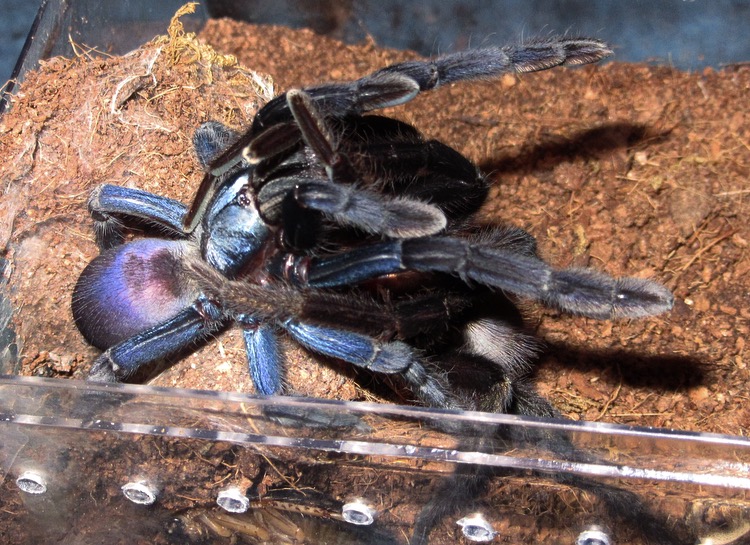 Thrigmopoeus psychedelicus