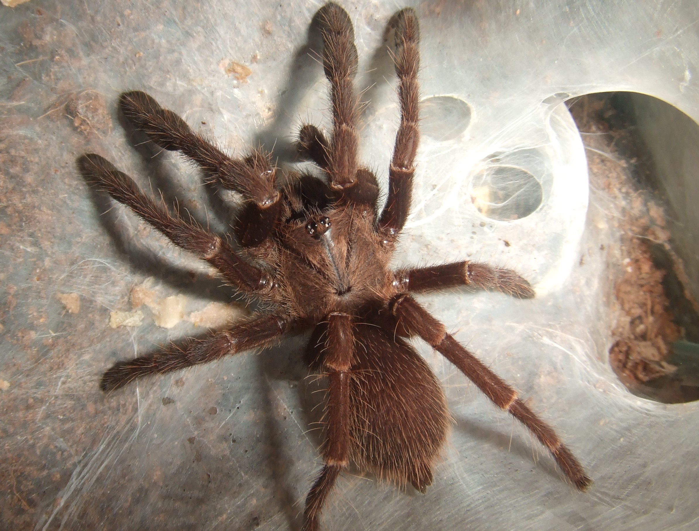 Thrigmopoeus truculentus - Ratta