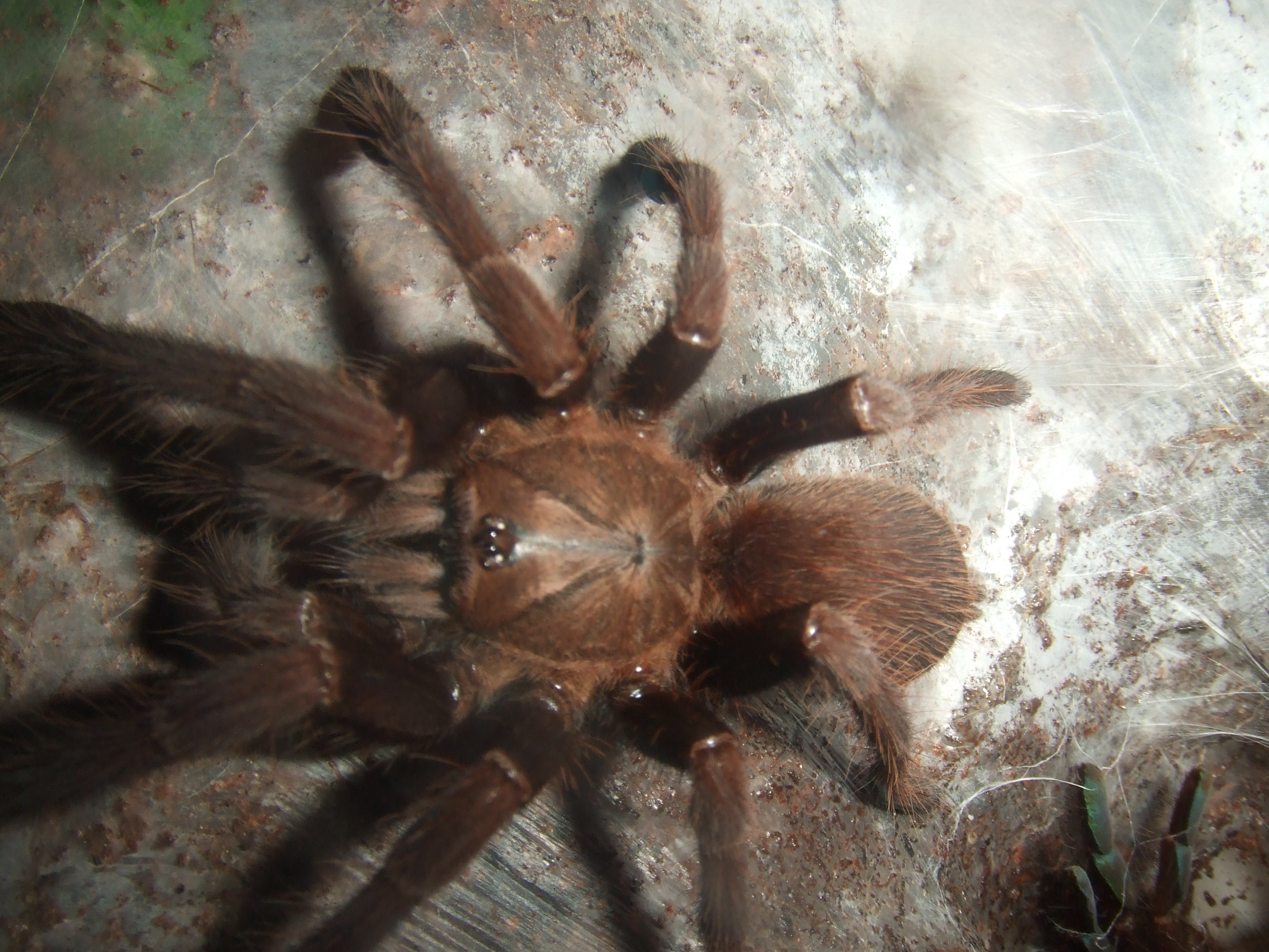 Thrigmopoeus truculentus - Ratta