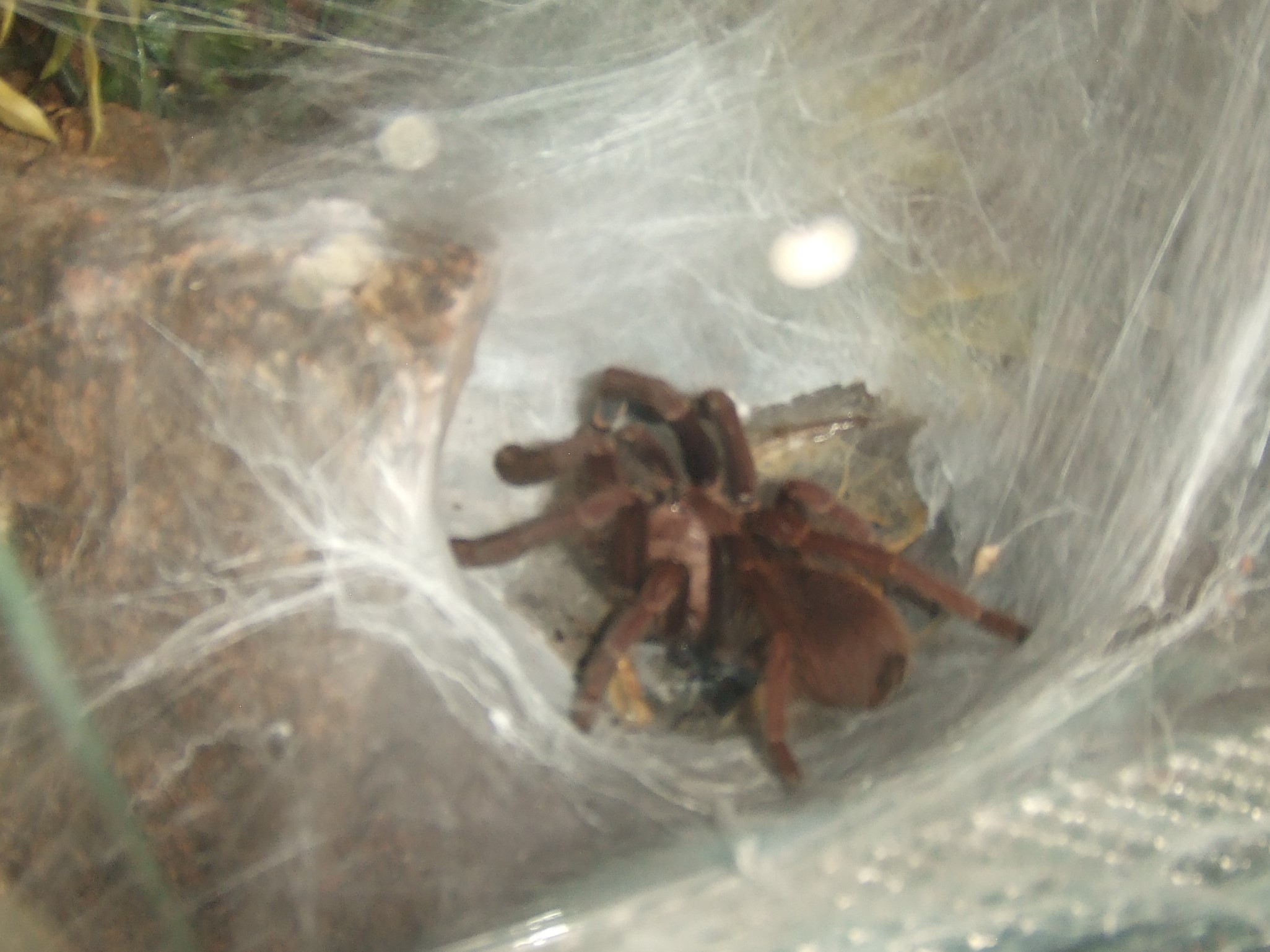 Thrigmopoeus truculentus - Ratta