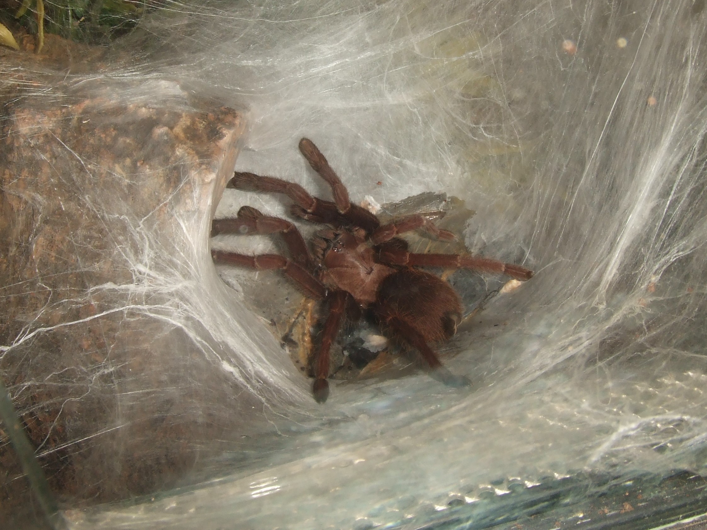 Thrigmopoeus truculentus - Ratta