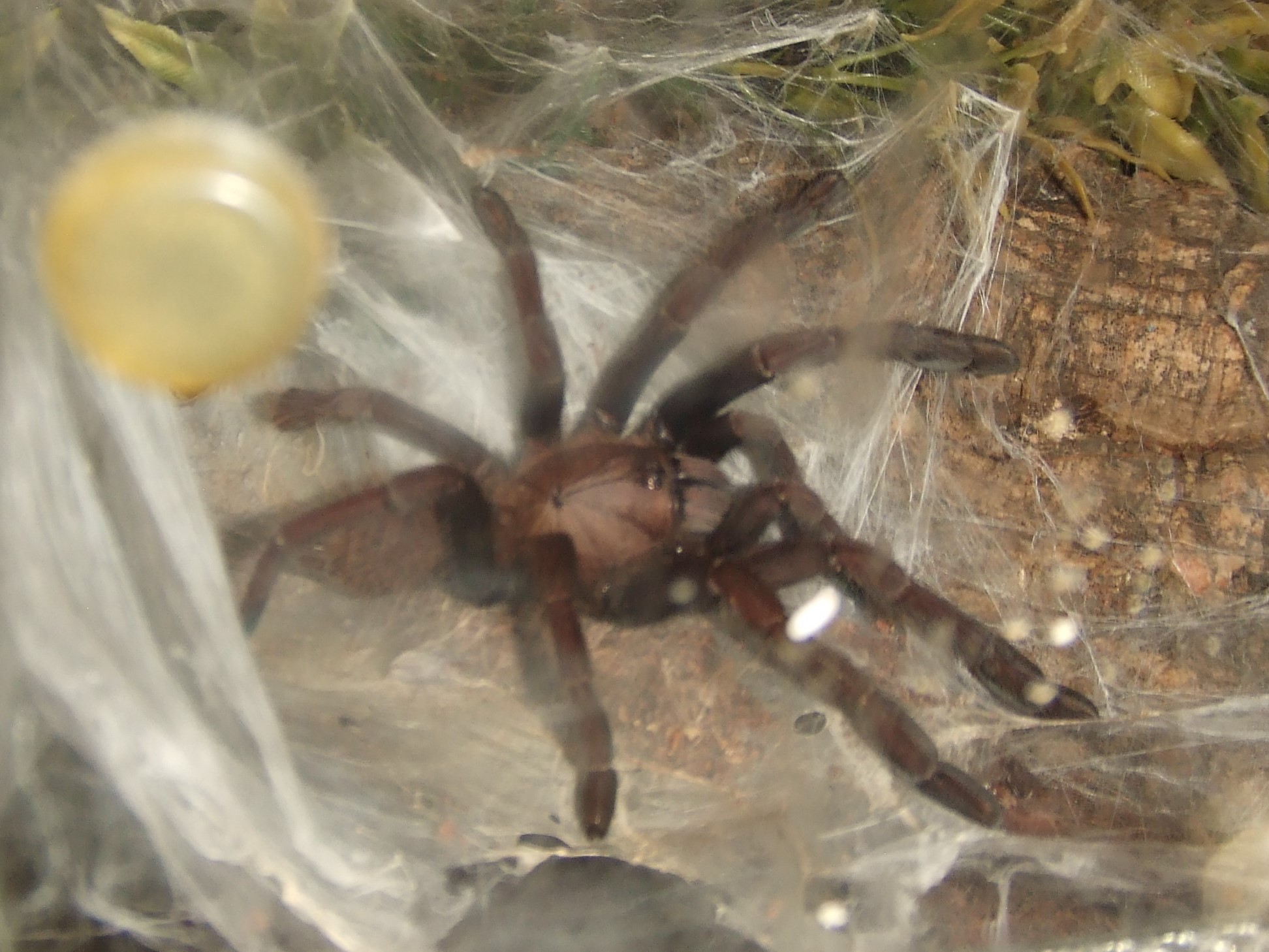 Thrigmopoeus truculentus - Ratta