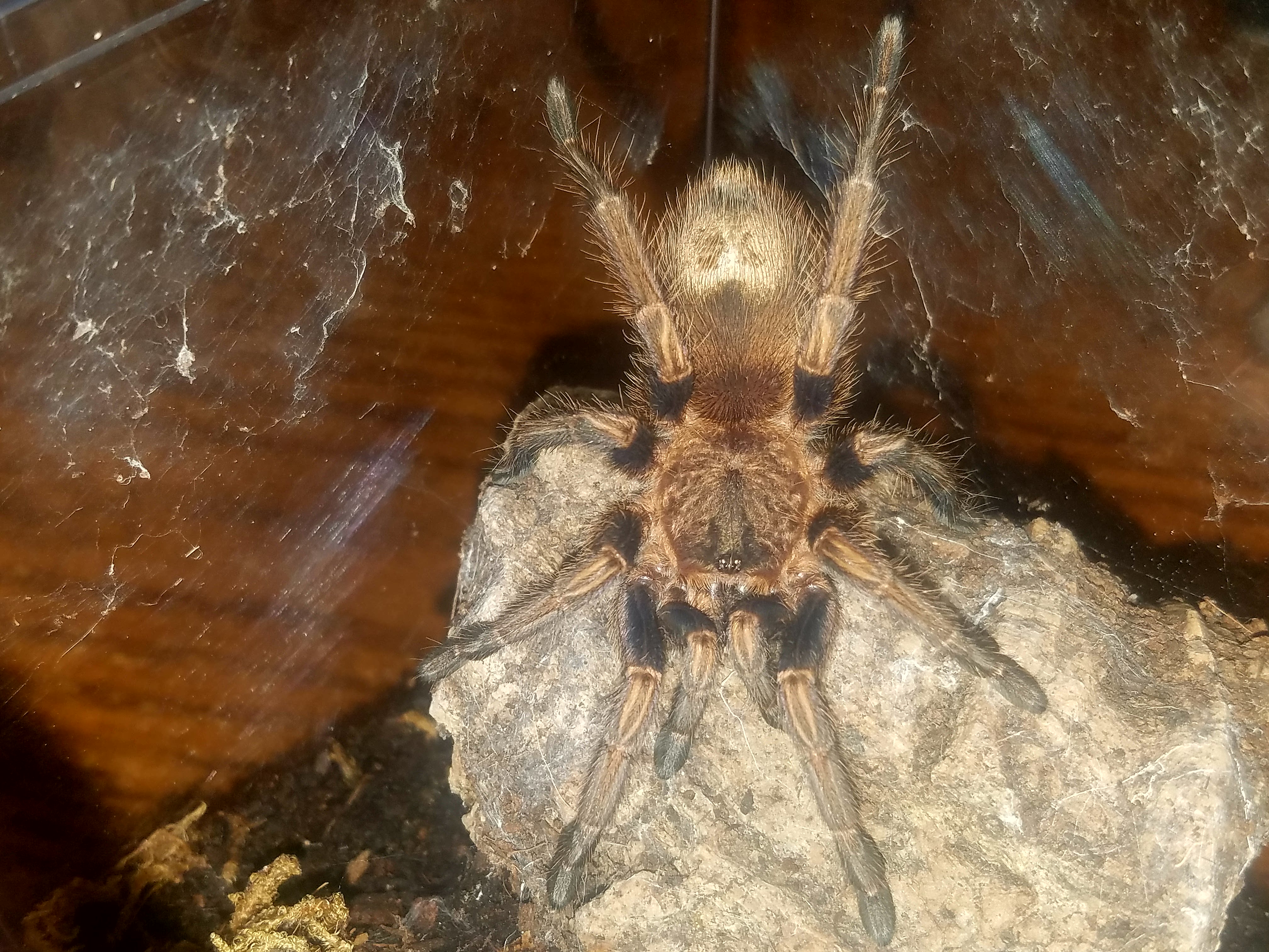 Thrixopelma lagunas