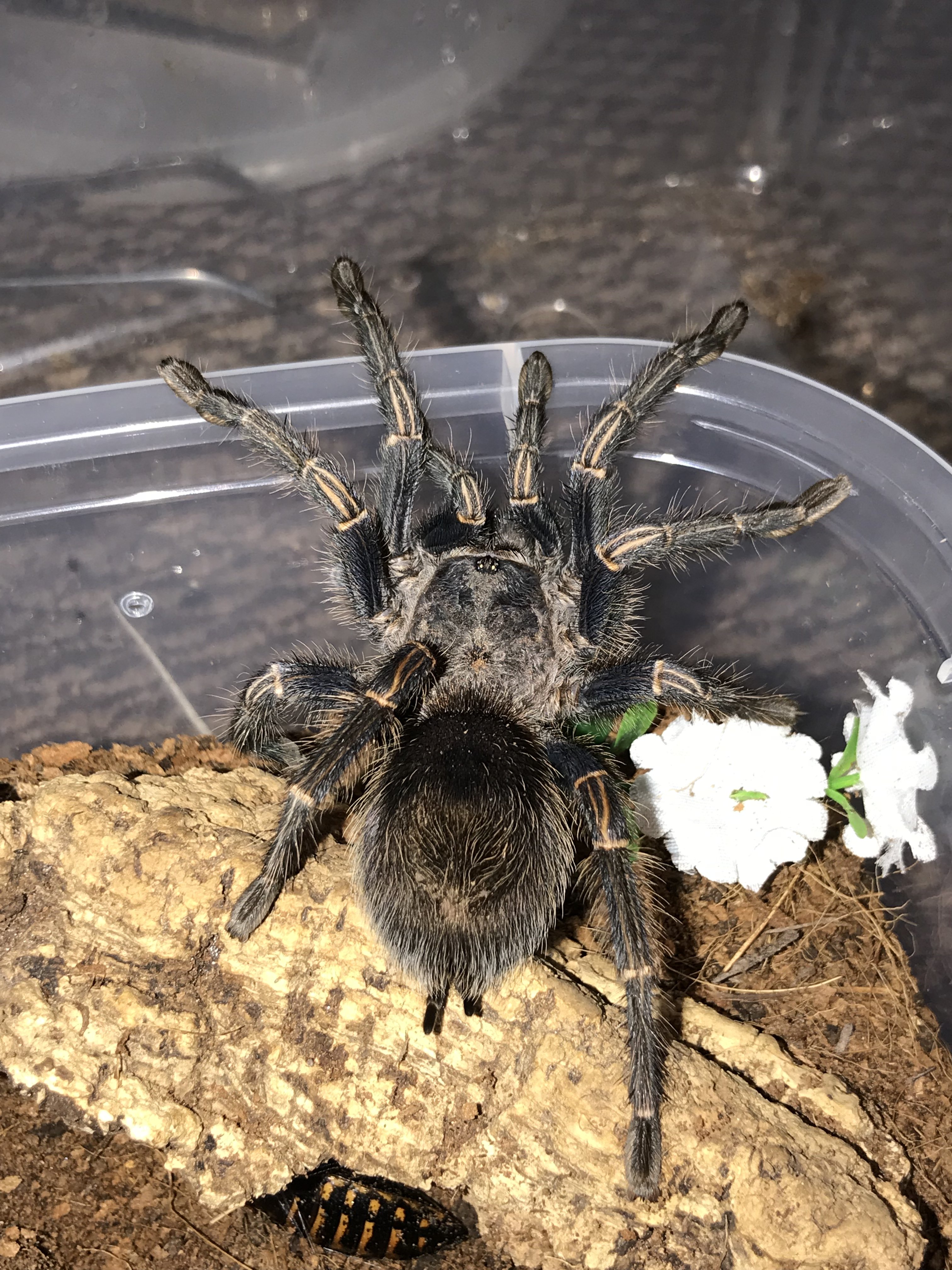 Thrixopelma Lagunas