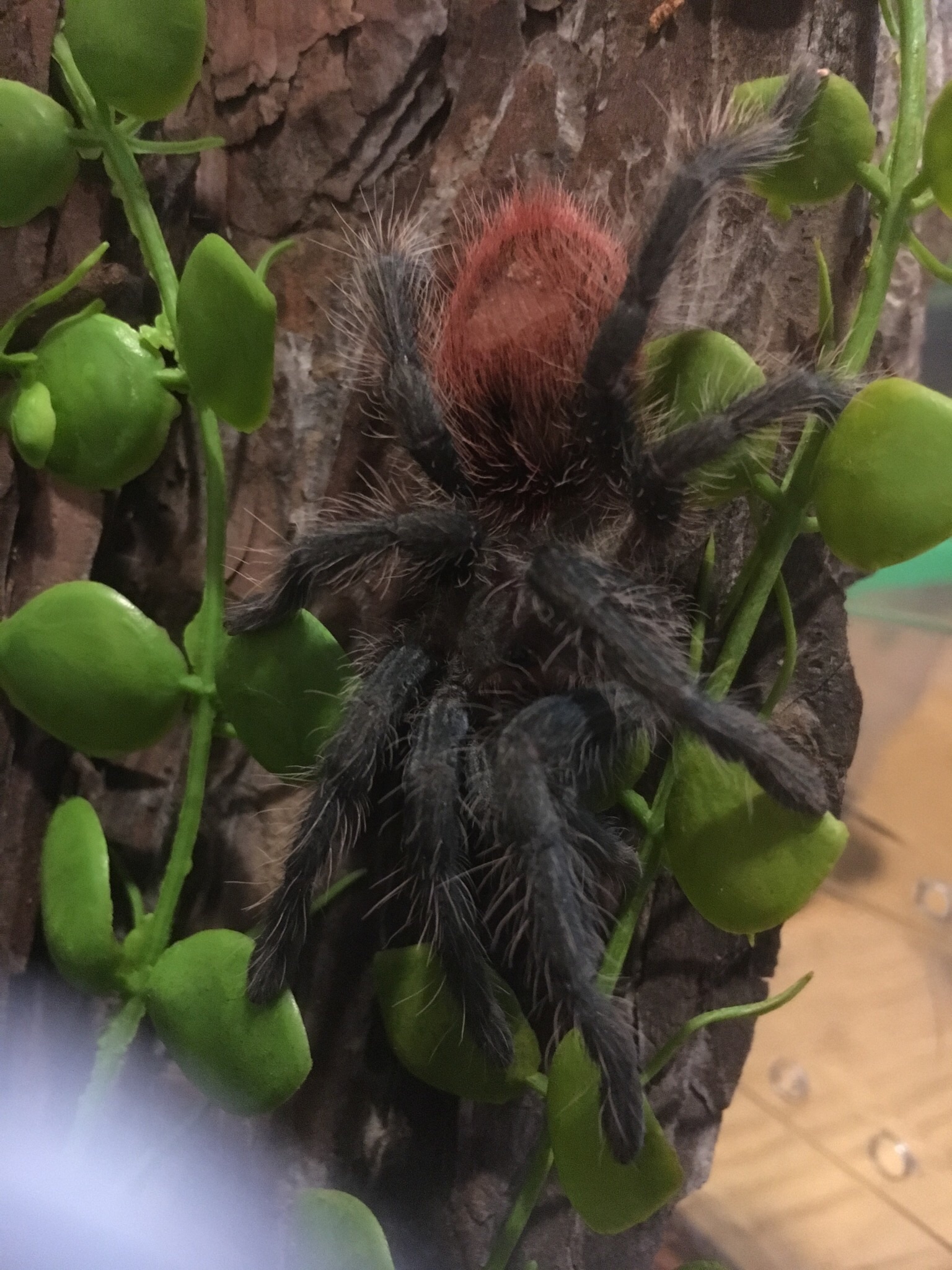 Thrixopelma ockerti~Amala