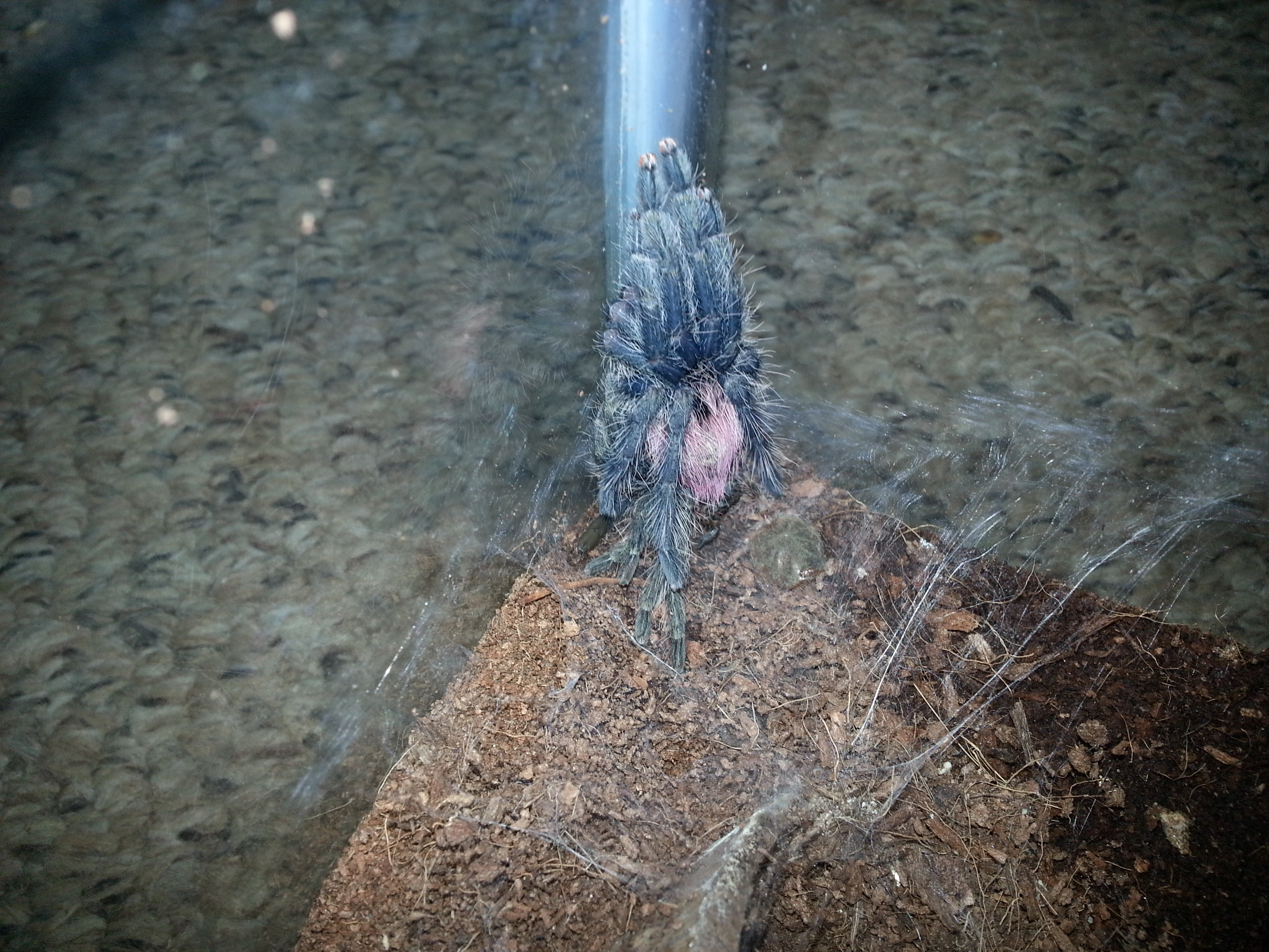 Thrixopelma Ockerti Peruvian flame rump Tree spider