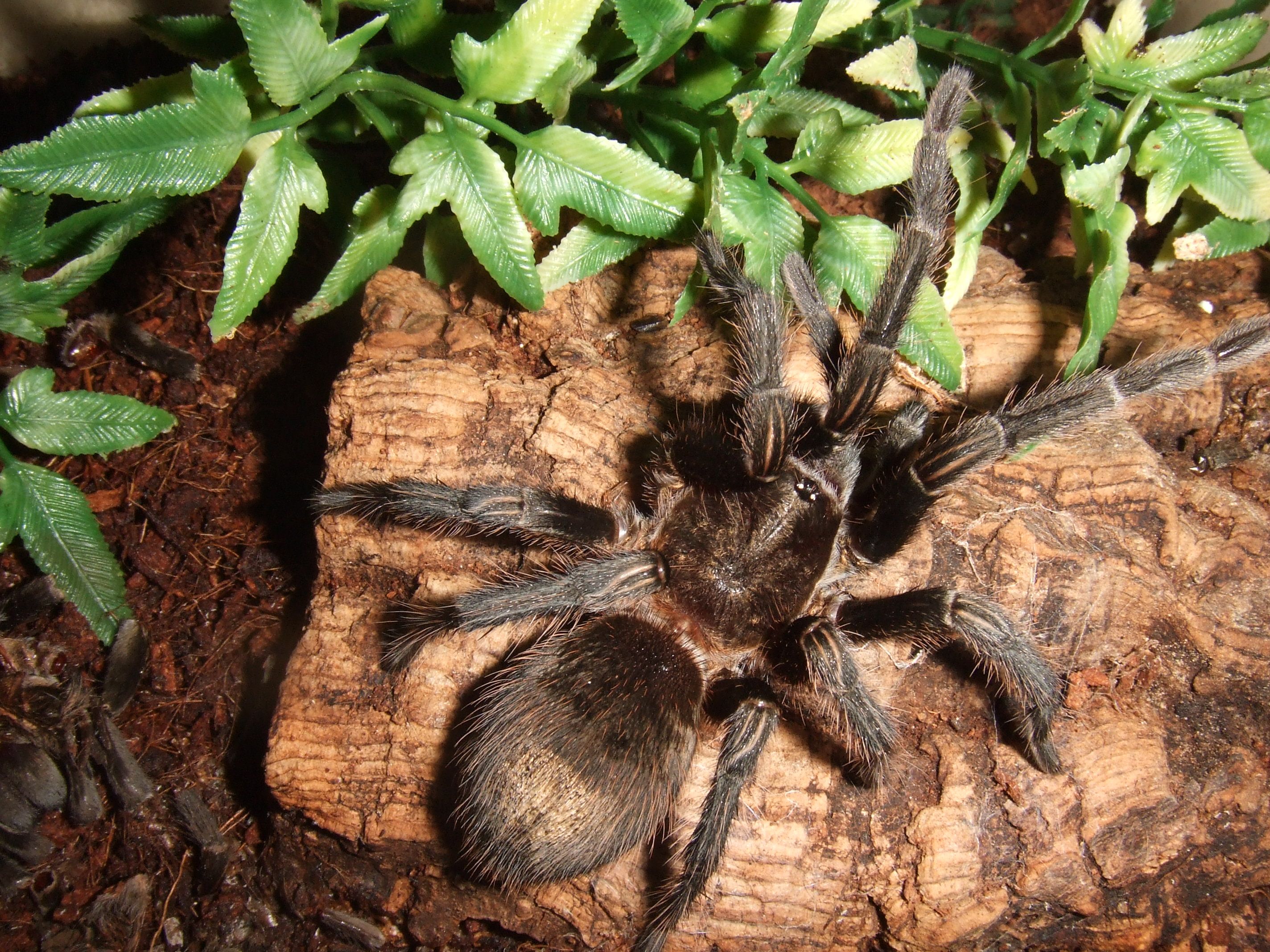 Thrixopelma pruriens - Putani