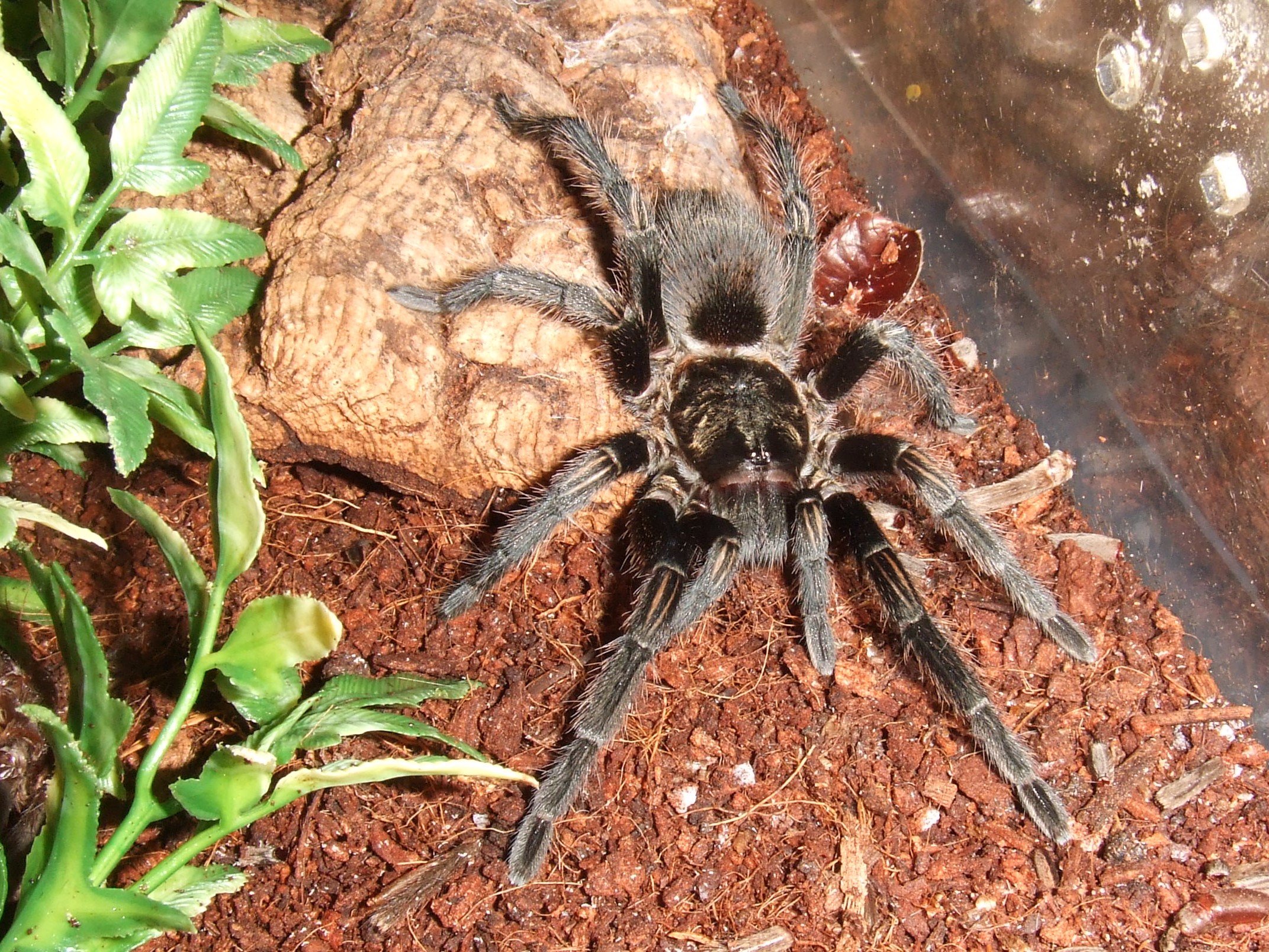 Thrixopelma pruriens - Putani