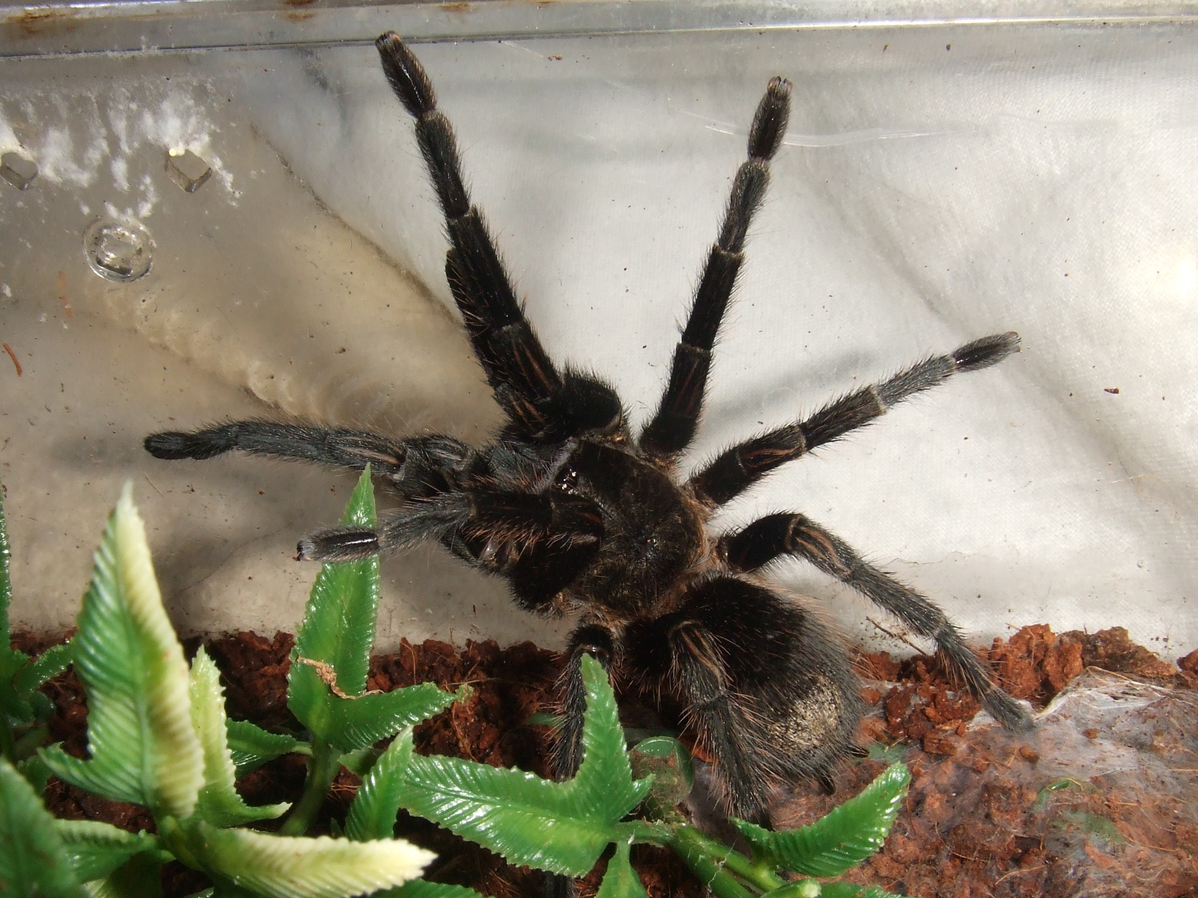 Thrixopelma pruriens - Putani