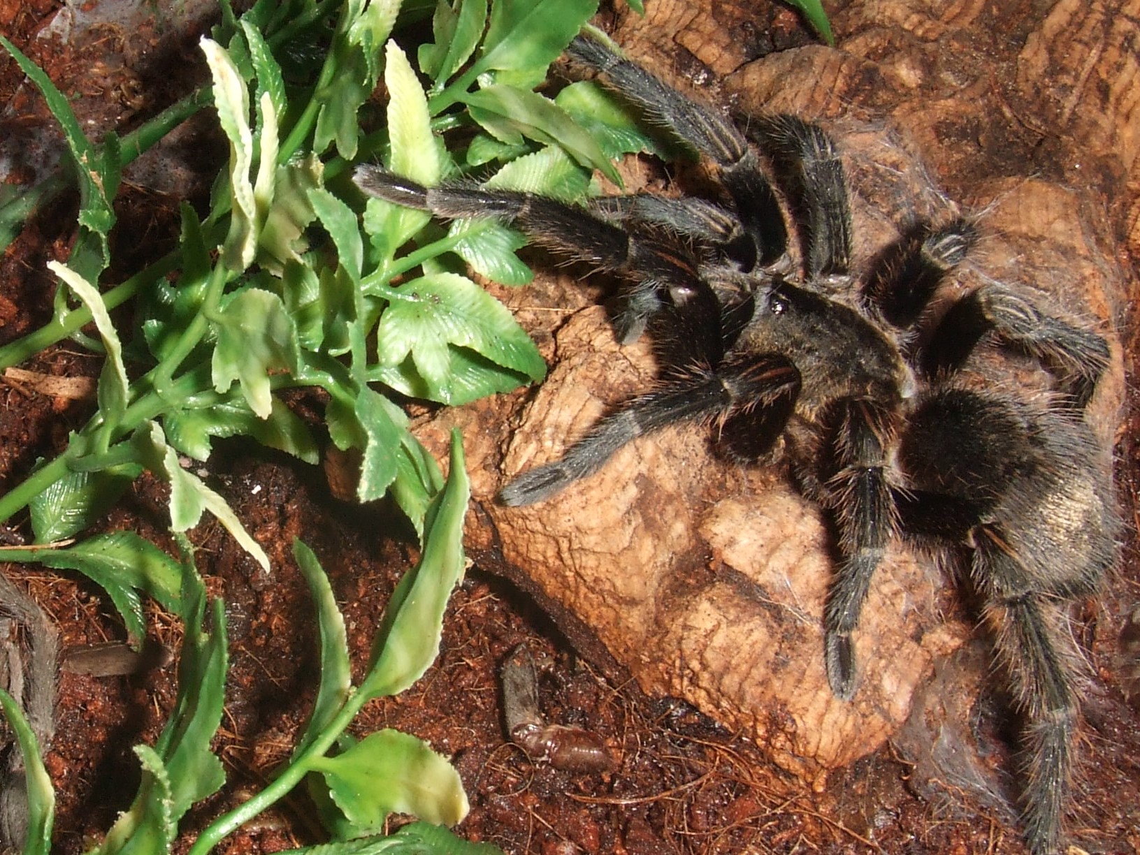 Thrixopelma pruriens - Putani